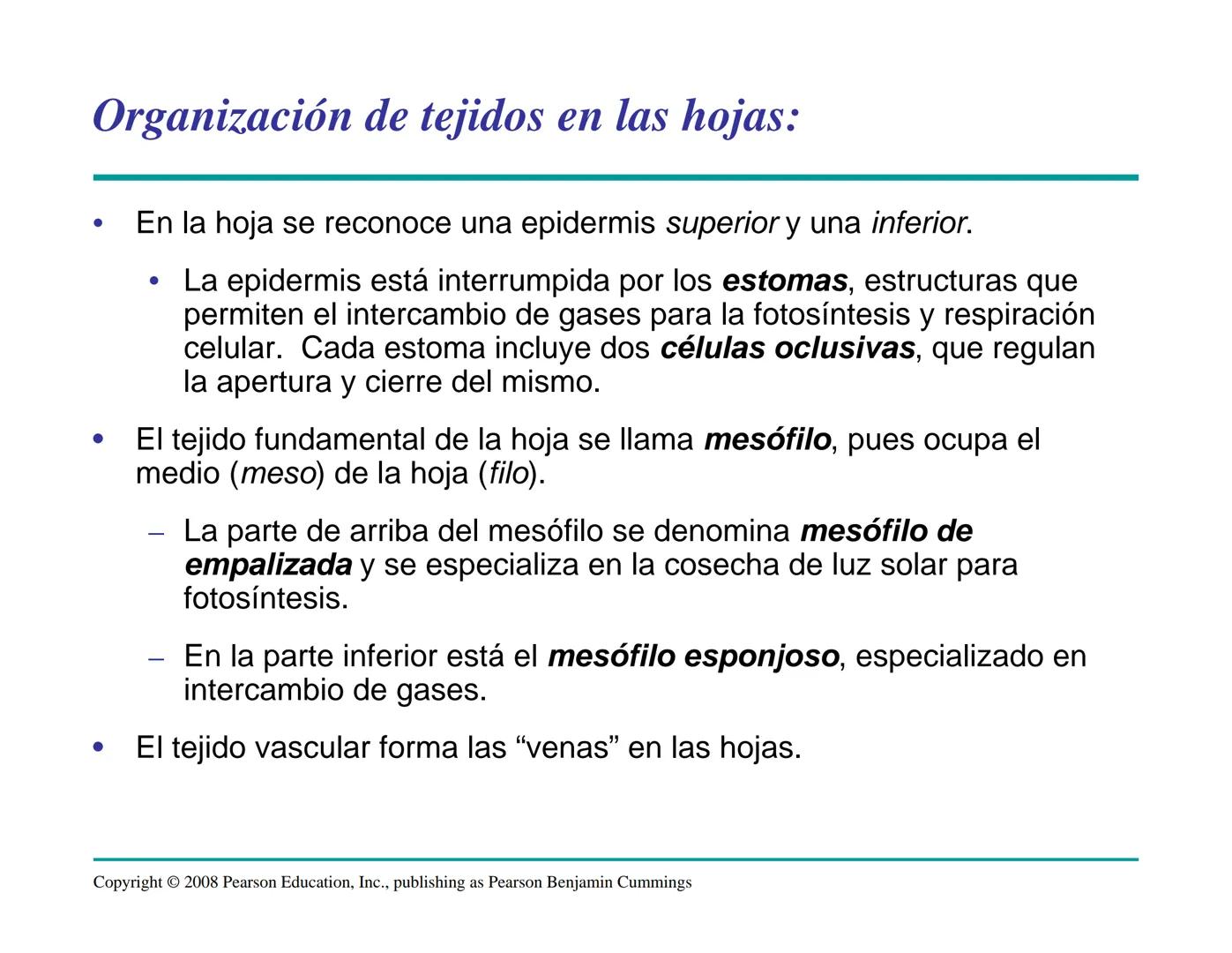 # Morfología y Anatomía de
# Plantas Vasculares # Morfología versus Anatomía Vegetal
- La morfología vegetal estudia la estructura
externa;