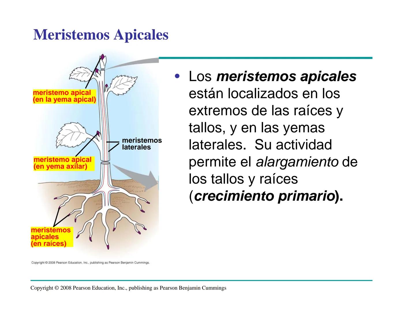 # Morfología y Anatomía de
# Plantas Vasculares # Morfología versus Anatomía Vegetal
- La morfología vegetal estudia la estructura
externa;