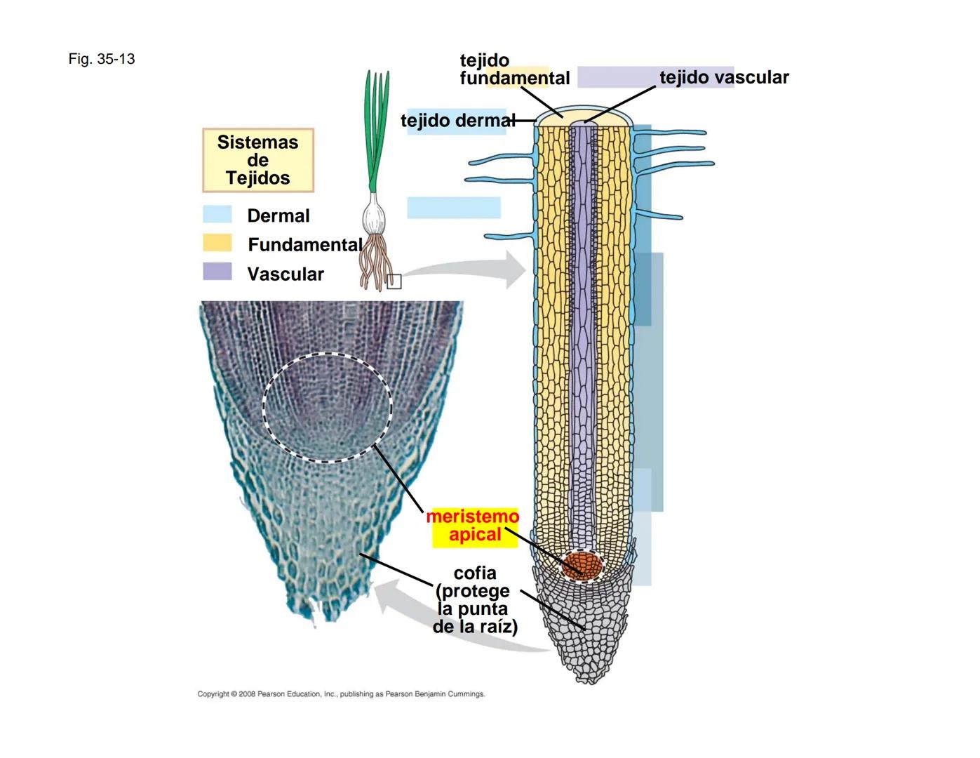 # Morfología y Anatomía de
# Plantas Vasculares # Morfología versus Anatomía Vegetal
- La morfología vegetal estudia la estructura
externa;