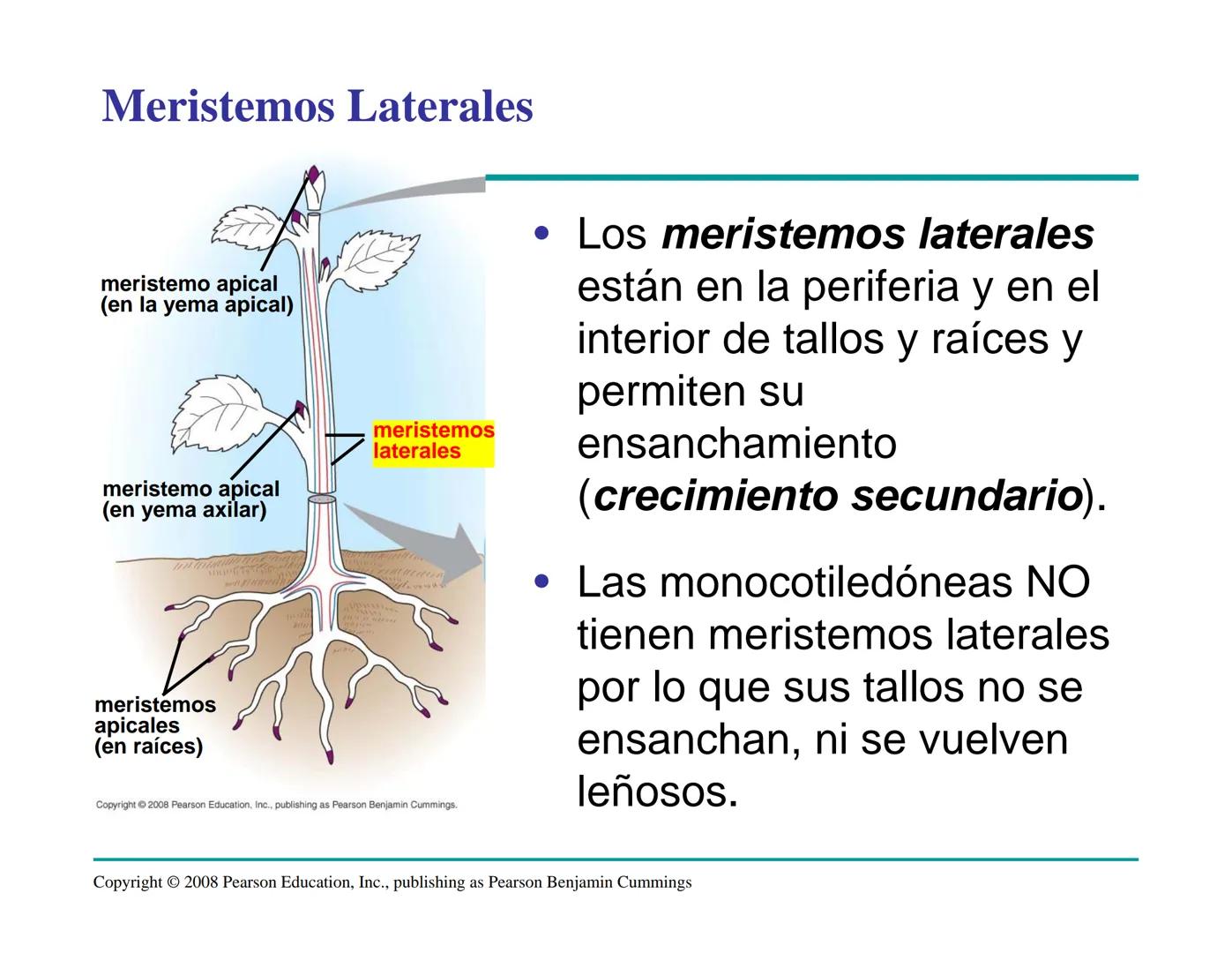 # Morfología y Anatomía de
# Plantas Vasculares # Morfología versus Anatomía Vegetal
- La morfología vegetal estudia la estructura
externa;
