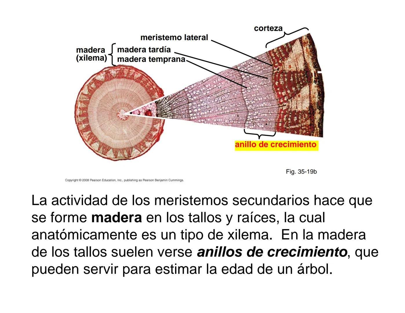 # Morfología y Anatomía de
# Plantas Vasculares # Morfología versus Anatomía Vegetal
- La morfología vegetal estudia la estructura
externa;