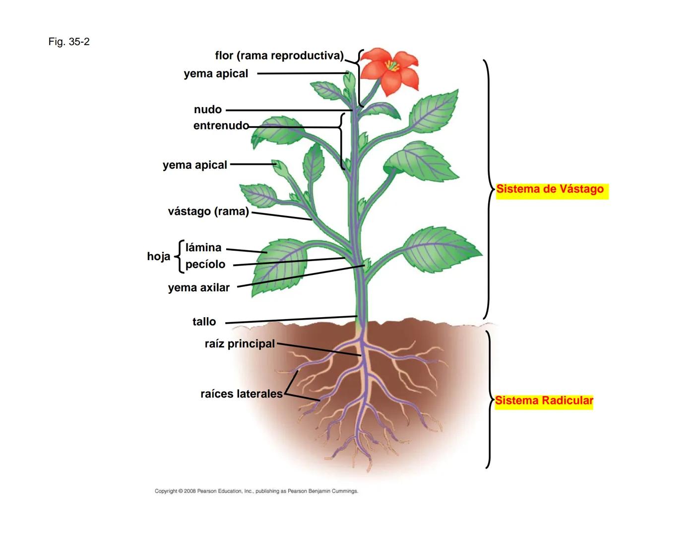 # Morfología y Anatomía de
# Plantas Vasculares # Morfología versus Anatomía Vegetal
- La morfología vegetal estudia la estructura
externa;