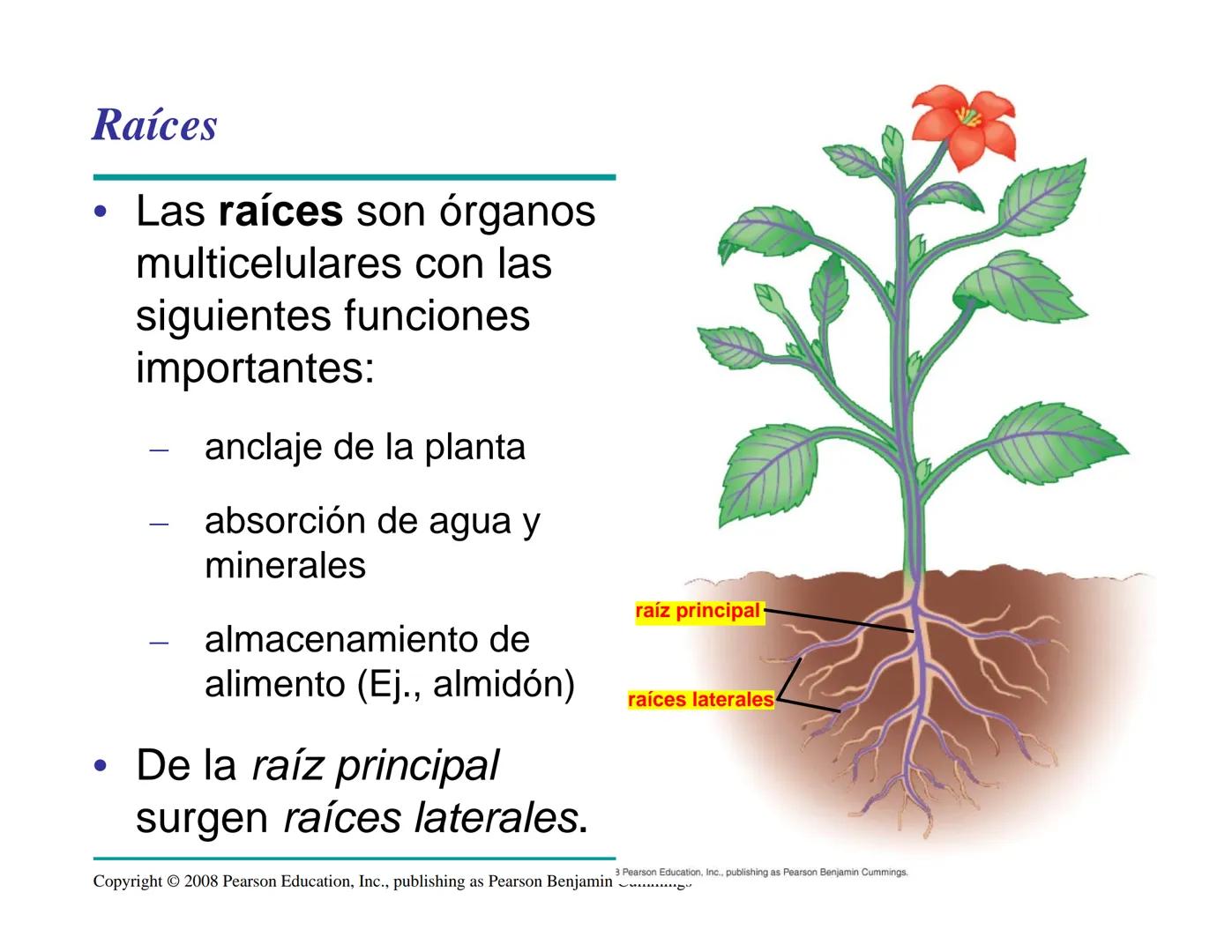 # Morfología y Anatomía de
# Plantas Vasculares # Morfología versus Anatomía Vegetal
- La morfología vegetal estudia la estructura
externa;