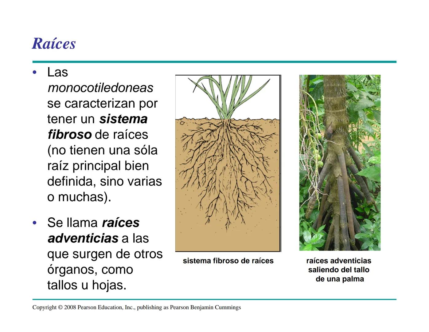 # Morfología y Anatomía de
# Plantas Vasculares # Morfología versus Anatomía Vegetal
- La morfología vegetal estudia la estructura
externa;