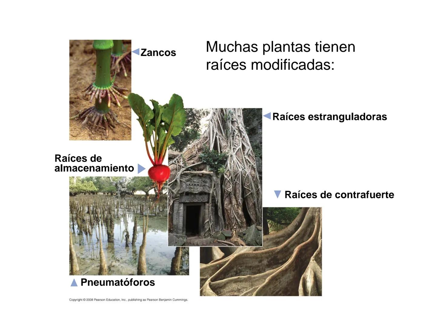 # Morfología y Anatomía de
# Plantas Vasculares # Morfología versus Anatomía Vegetal
- La morfología vegetal estudia la estructura
externa;
