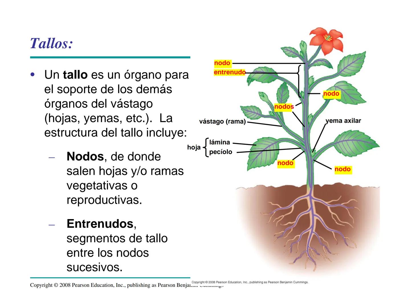 # Morfología y Anatomía de
# Plantas Vasculares # Morfología versus Anatomía Vegetal
- La morfología vegetal estudia la estructura
externa;