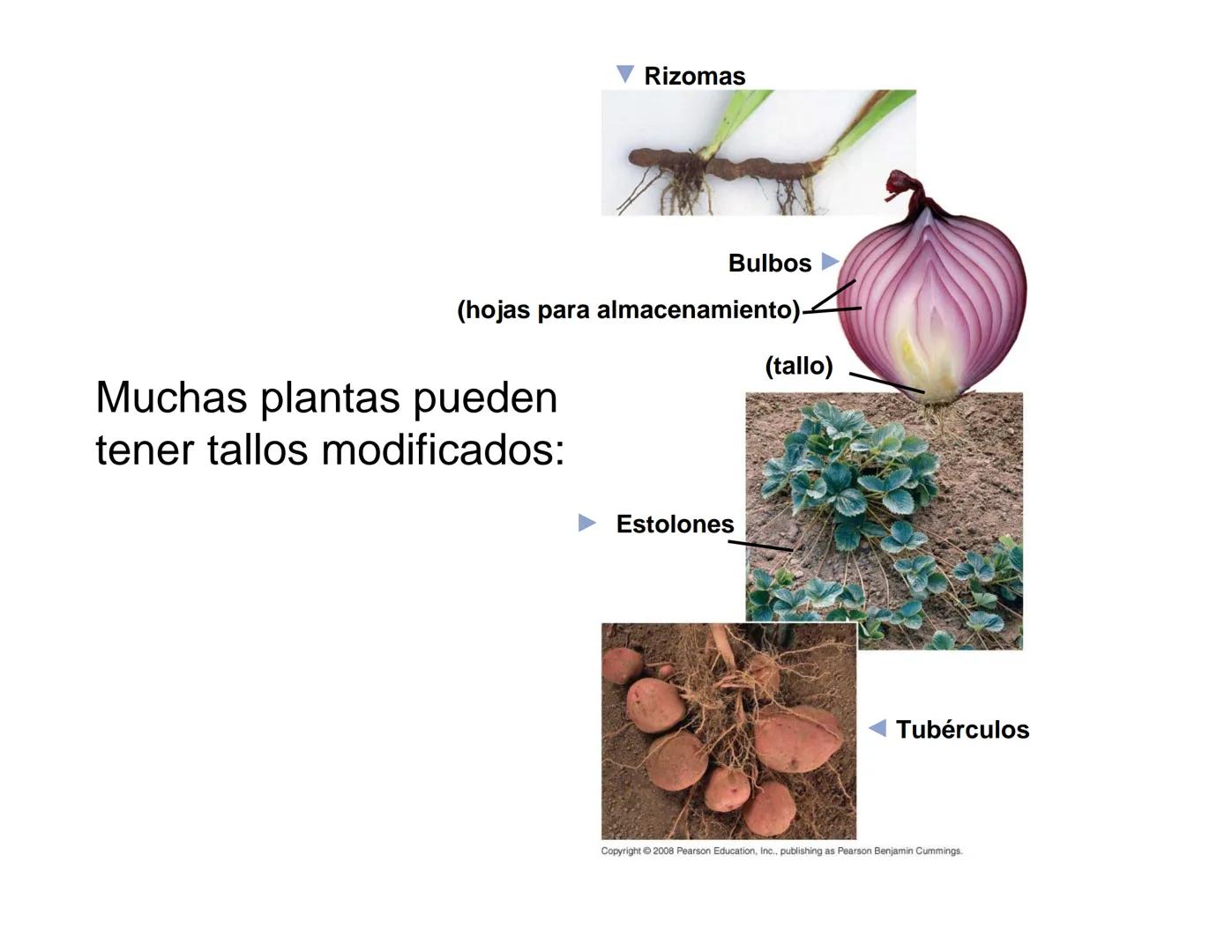 # Morfología y Anatomía de
# Plantas Vasculares # Morfología versus Anatomía Vegetal
- La morfología vegetal estudia la estructura
externa;
