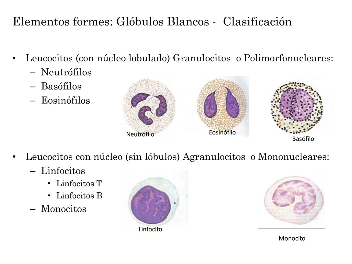 BIOQUIMICA Y PRINCIPIOS DE FARMACOLOGIA
EJE V:LA SANGRE
Lic. Norma E. Diaz # Generalidades de la Sangre
La sangre es un tejido fluido que