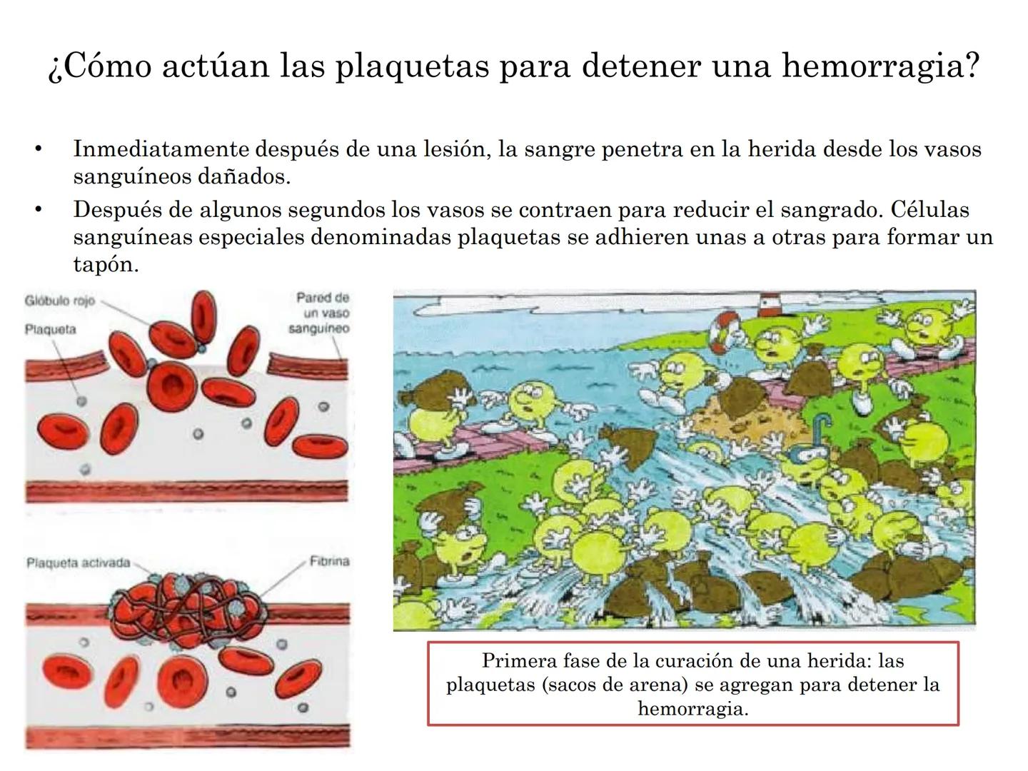 BIOQUIMICA Y PRINCIPIOS DE FARMACOLOGIA
EJE V:LA SANGRE
Lic. Norma E. Diaz # Generalidades de la Sangre
La sangre es un tejido fluido que