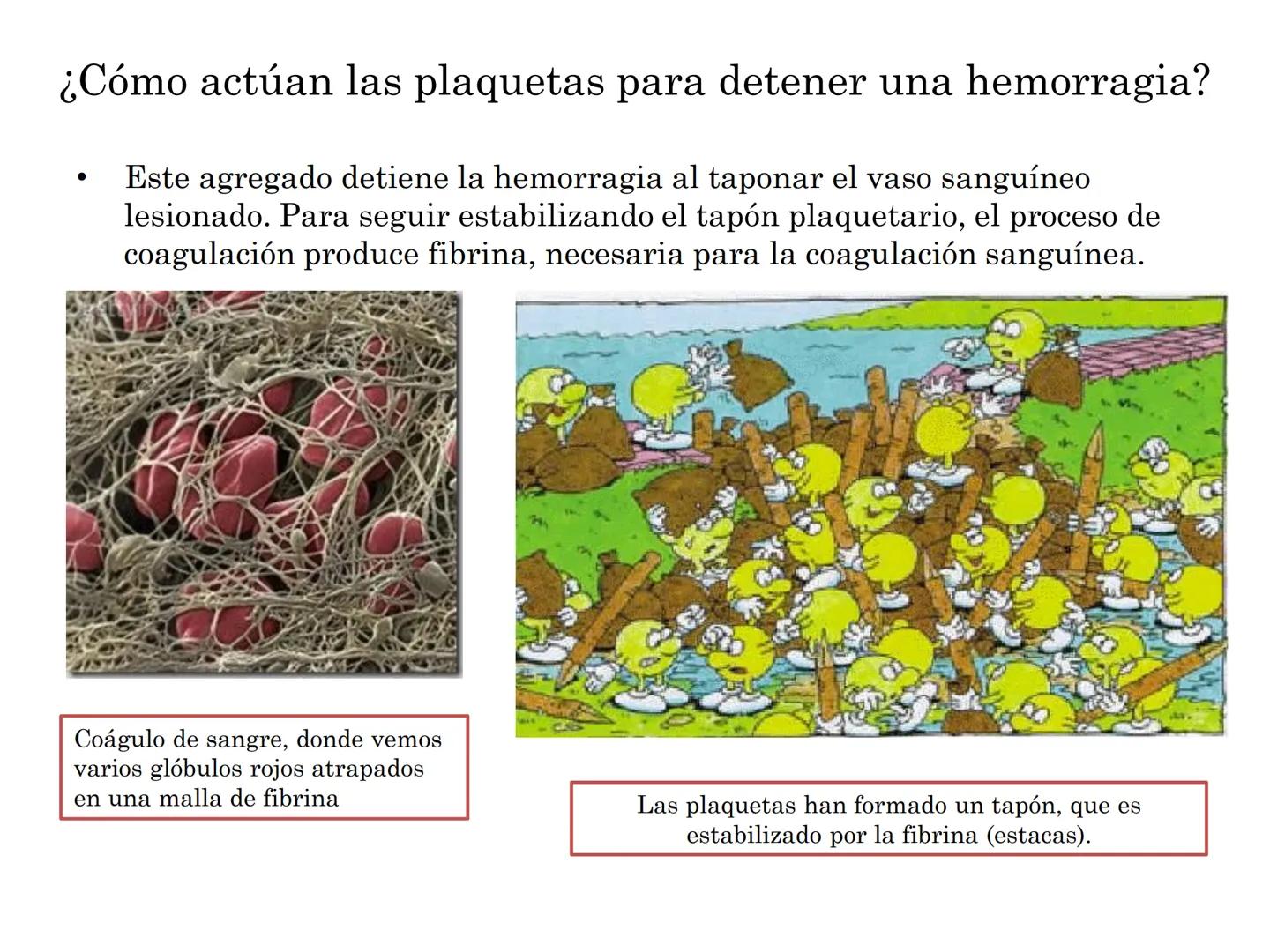 BIOQUIMICA Y PRINCIPIOS DE FARMACOLOGIA
EJE V:LA SANGRE
Lic. Norma E. Diaz # Generalidades de la Sangre
La sangre es un tejido fluido que