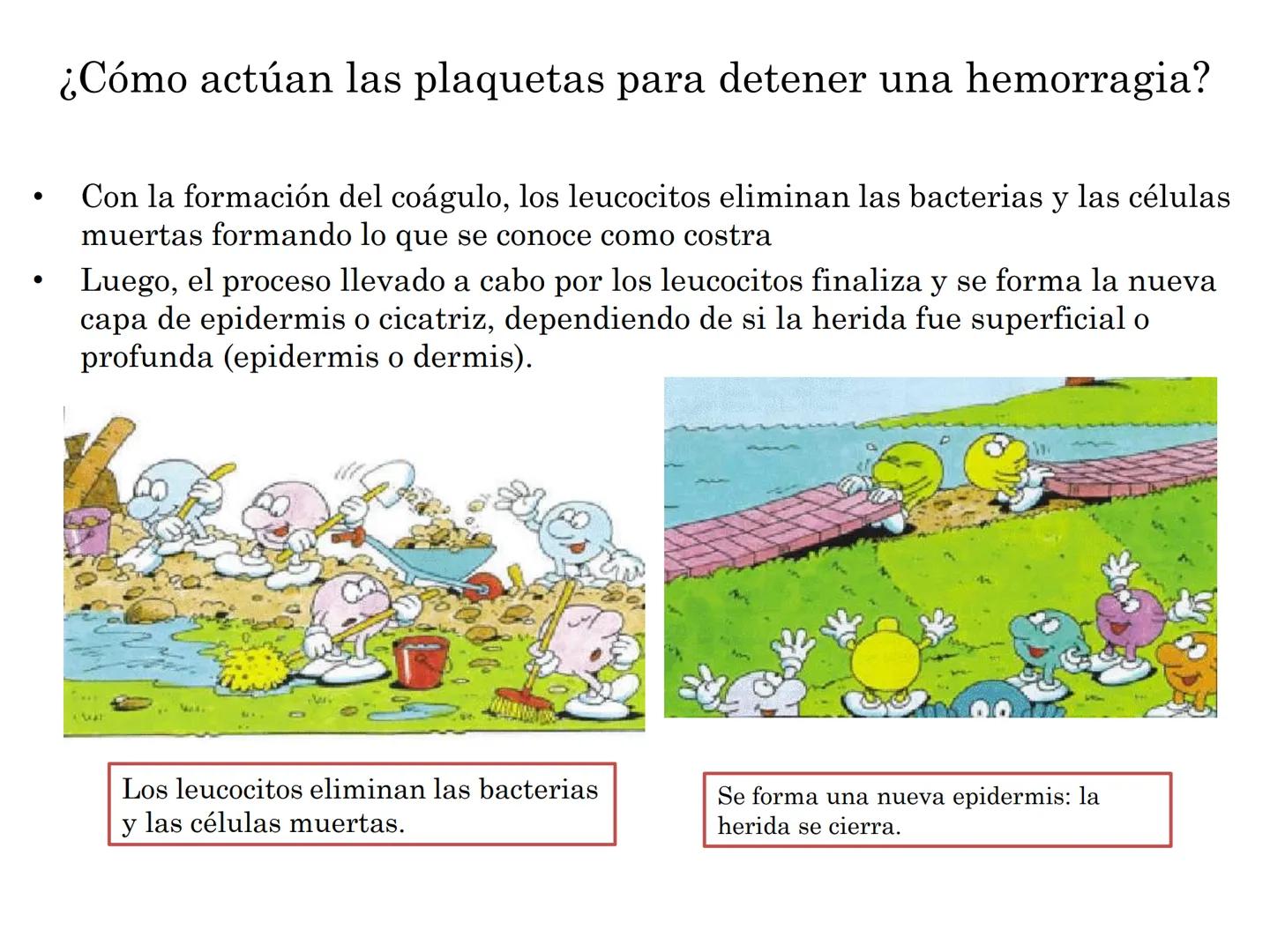 BIOQUIMICA Y PRINCIPIOS DE FARMACOLOGIA
EJE V:LA SANGRE
Lic. Norma E. Diaz # Generalidades de la Sangre
La sangre es un tejido fluido que