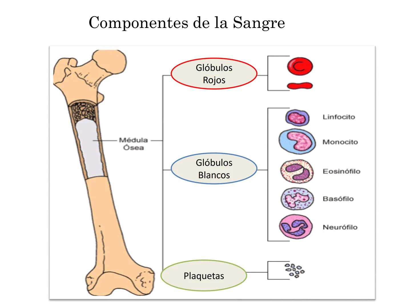 BIOQUIMICA Y PRINCIPIOS DE FARMACOLOGIA
EJE V:LA SANGRE
Lic. Norma E. Diaz # Generalidades de la Sangre
La sangre es un tejido fluido que