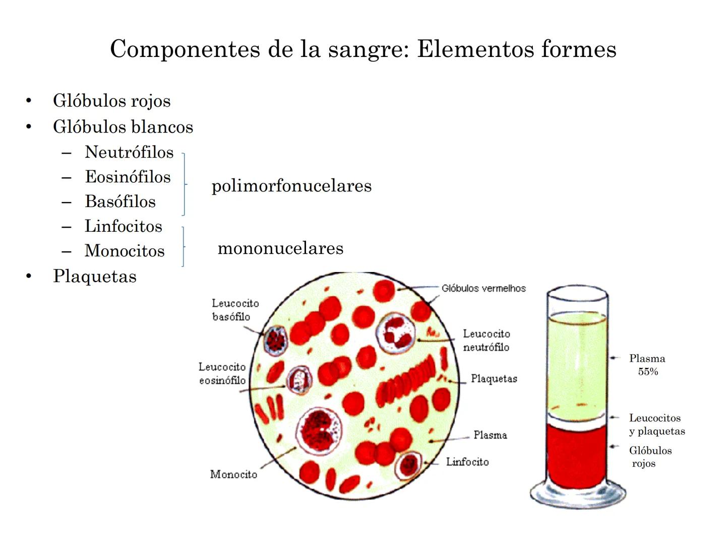 BIOQUIMICA Y PRINCIPIOS DE FARMACOLOGIA
EJE V:LA SANGRE
Lic. Norma E. Diaz # Generalidades de la Sangre
La sangre es un tejido fluido que