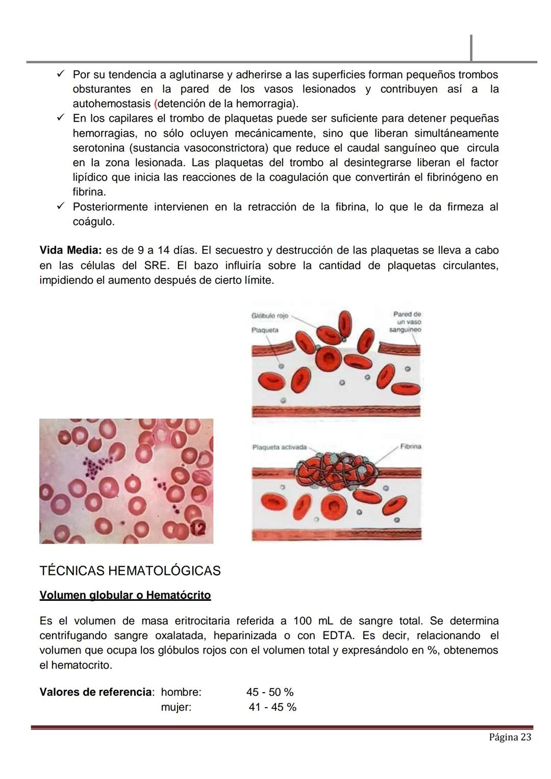 MATERIAL DE ESTUDIO
HEMATOLOGÍA
SANGRE PERIFÉRICA
✓ La sangre es un líquido ligeramente alcalino (pH, 7.4), viscoso de color rojo brillan