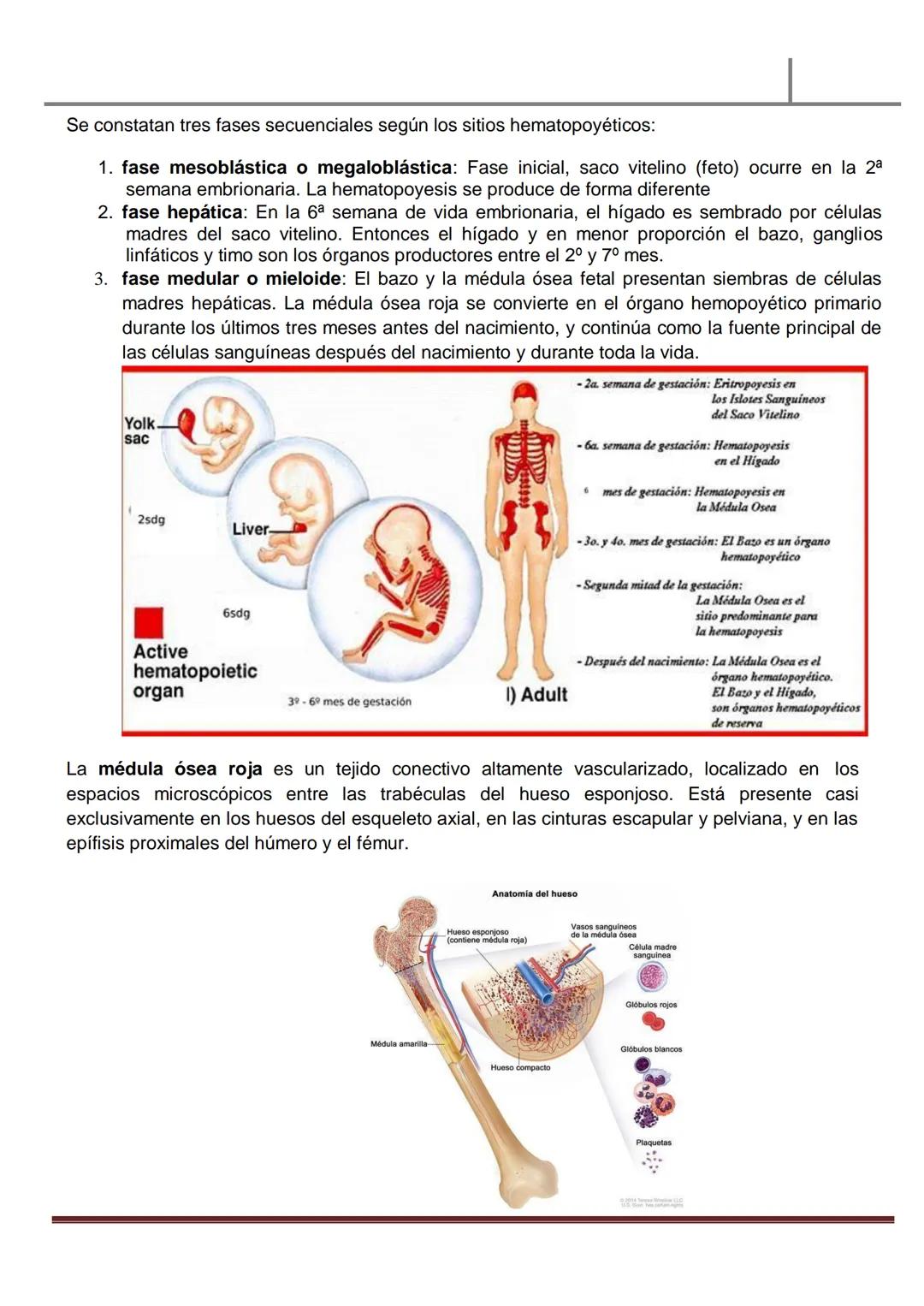 MATERIAL DE ESTUDIO
HEMATOLOGÍA
SANGRE PERIFÉRICA
✓ La sangre es un líquido ligeramente alcalino (pH, 7.4), viscoso de color rojo brillan