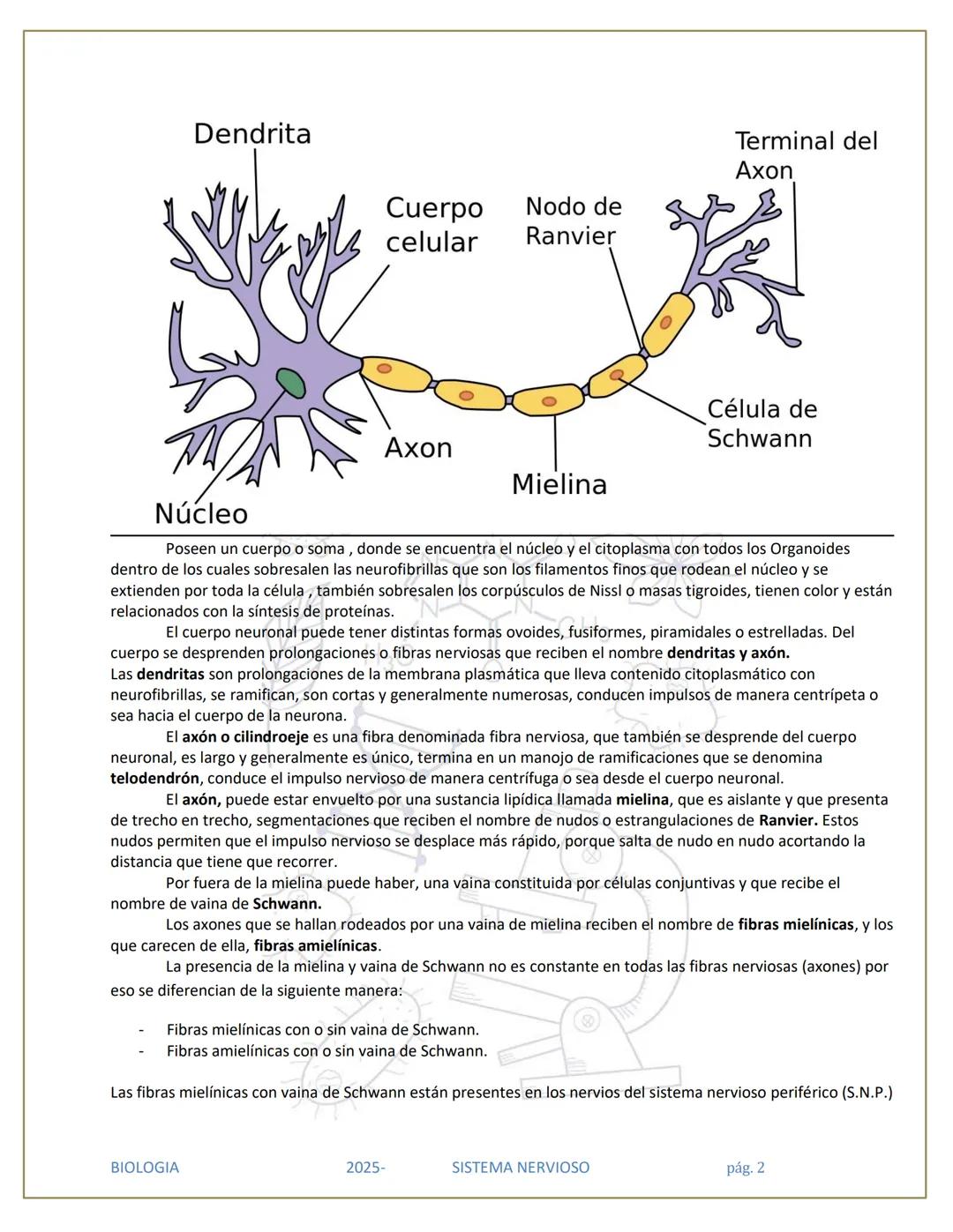 # SISTEMA NERVIOSO
## División del Sistema Nervioso
SISTEMA
NERVIOSO (SN)
SISTEMA
NERVIOSO
CENTRAL (SNC)
SISTEMA NERVIOSO
PERIFÉRICO (SN