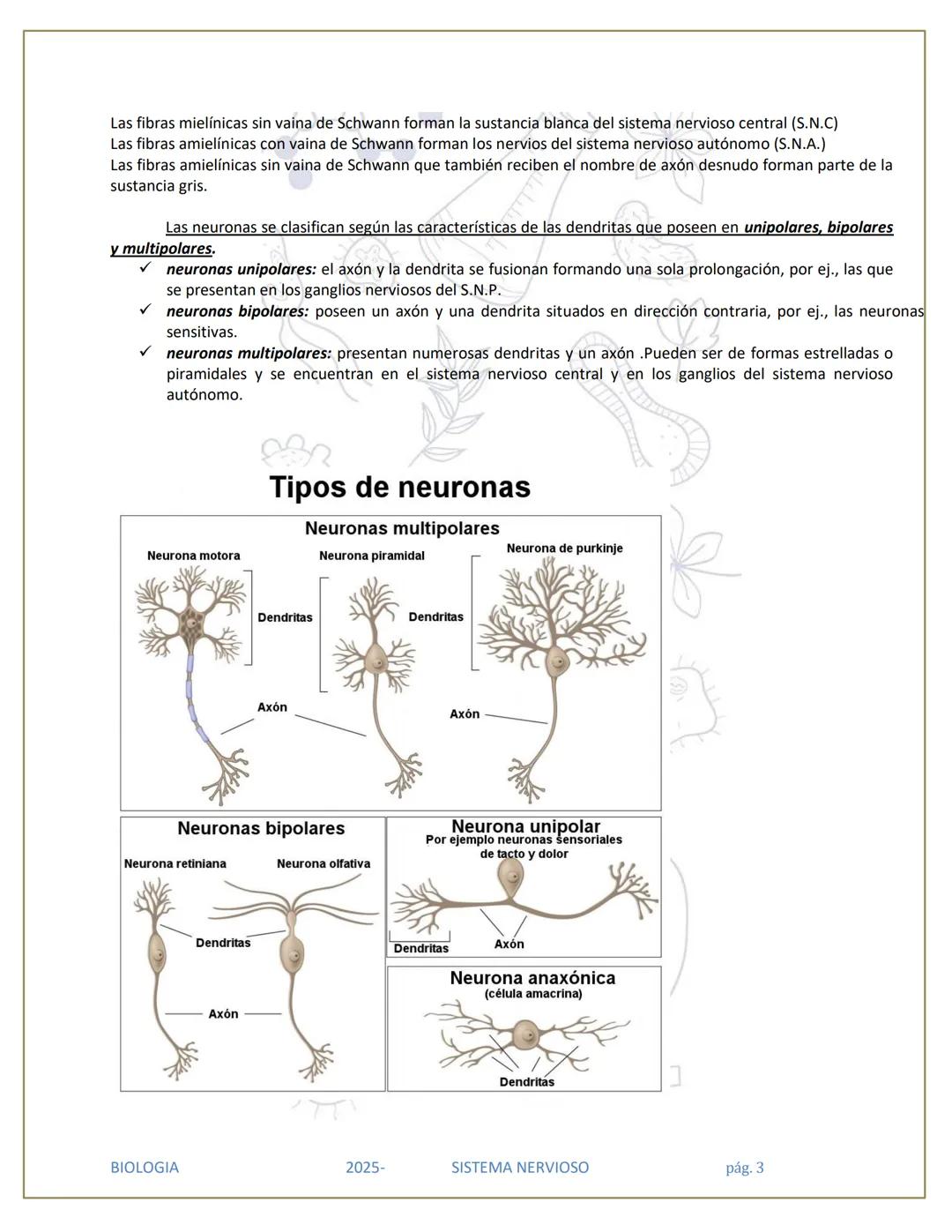 # SISTEMA NERVIOSO
## División del Sistema Nervioso
SISTEMA
NERVIOSO (SN)
SISTEMA
NERVIOSO
CENTRAL (SNC)
SISTEMA NERVIOSO
PERIFÉRICO (SN