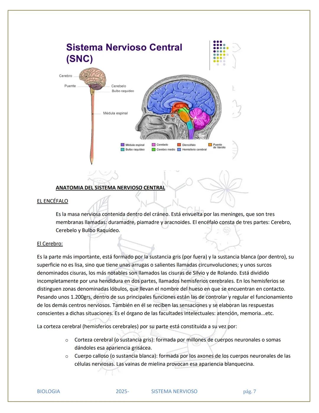 # SISTEMA NERVIOSO
## División del Sistema Nervioso
SISTEMA
NERVIOSO (SN)
SISTEMA
NERVIOSO
CENTRAL (SNC)
SISTEMA NERVIOSO
PERIFÉRICO (SN
