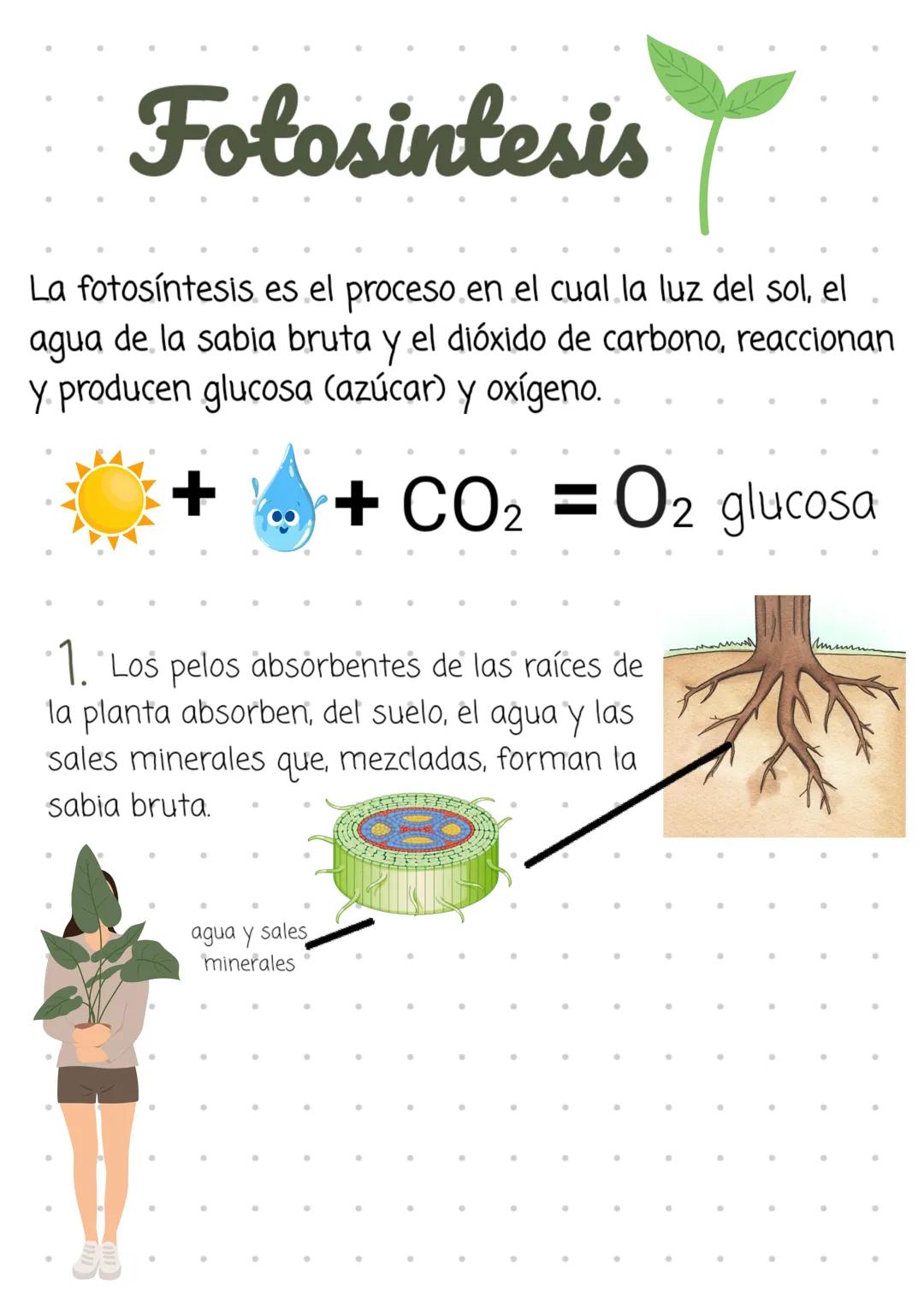 # Fotosintesis
La fotosíntesis es el proceso en el cual la luz del sol, el
agua de la sabia bruta y el dióxido de carbono, reaccionan
y pro