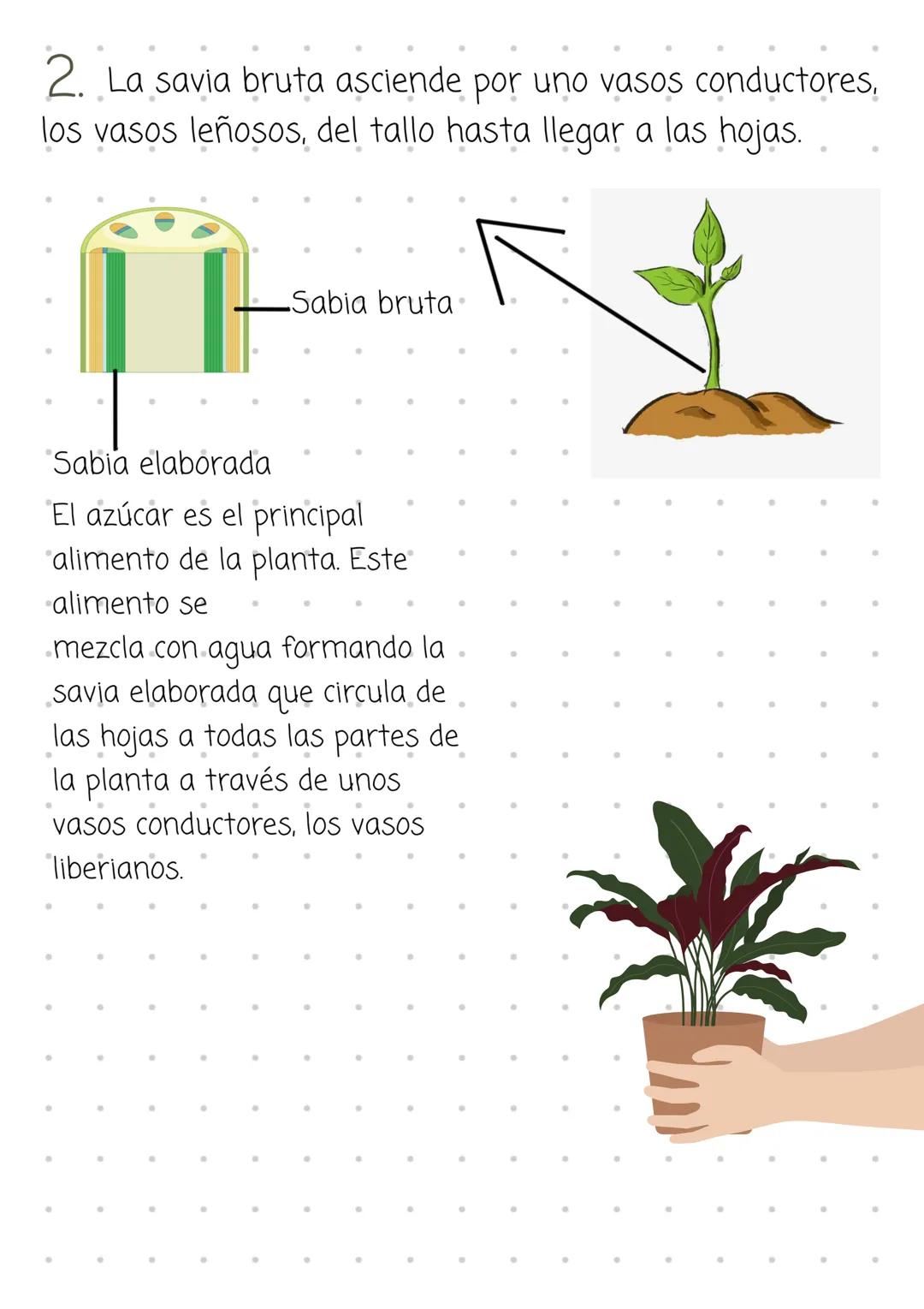# Fotosintesis
La fotosíntesis es el proceso en el cual la luz del sol, el
agua de la sabia bruta y el dióxido de carbono, reaccionan
y pro