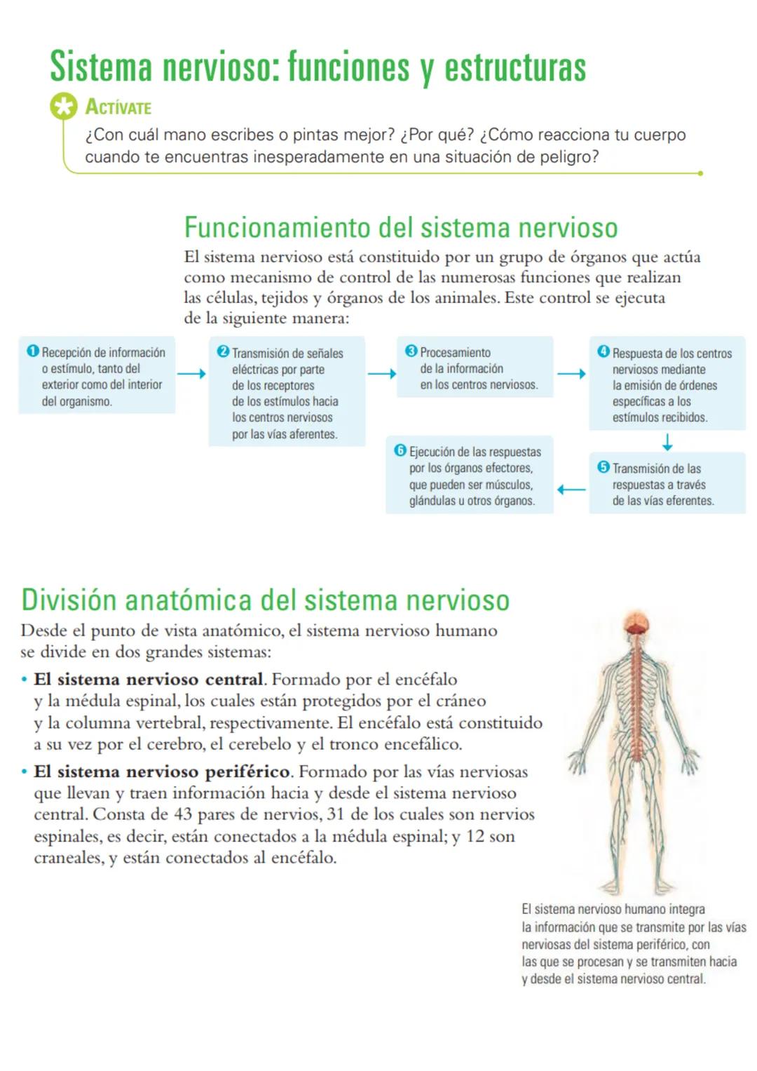 # Sistema nervioso: funciones y estructuras
ACTIVATE
¿Con cuál mano escribes o pintas mejor? ¿Por qué? ¿Cómo reacciona tu cuerpo
cuando te