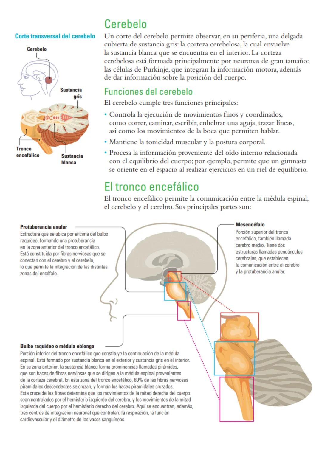 # Sistema nervioso: funciones y estructuras
ACTIVATE
¿Con cuál mano escribes o pintas mejor? ¿Por qué? ¿Cómo reacciona tu cuerpo
cuando te