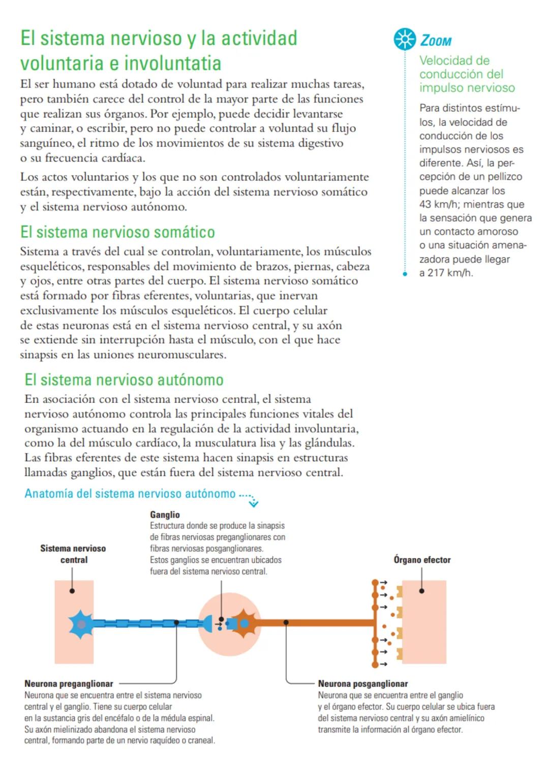 # Sistema nervioso: funciones y estructuras
ACTIVATE
¿Con cuál mano escribes o pintas mejor? ¿Por qué? ¿Cómo reacciona tu cuerpo
cuando te