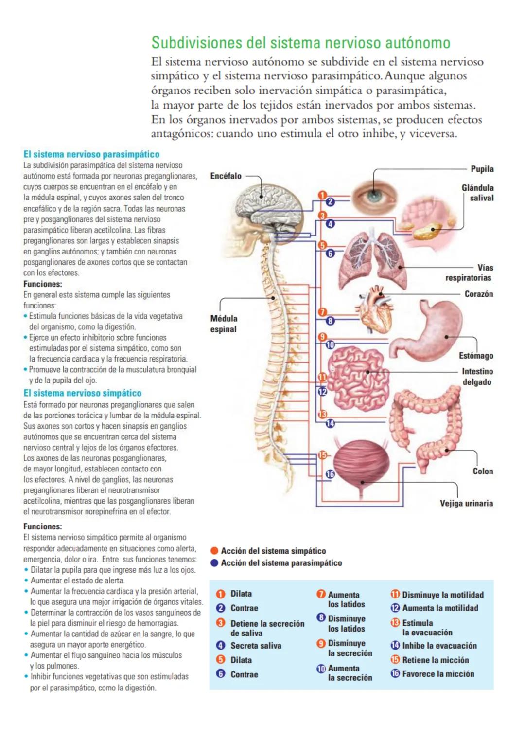 # Sistema nervioso: funciones y estructuras
ACTIVATE
¿Con cuál mano escribes o pintas mejor? ¿Por qué? ¿Cómo reacciona tu cuerpo
cuando te
