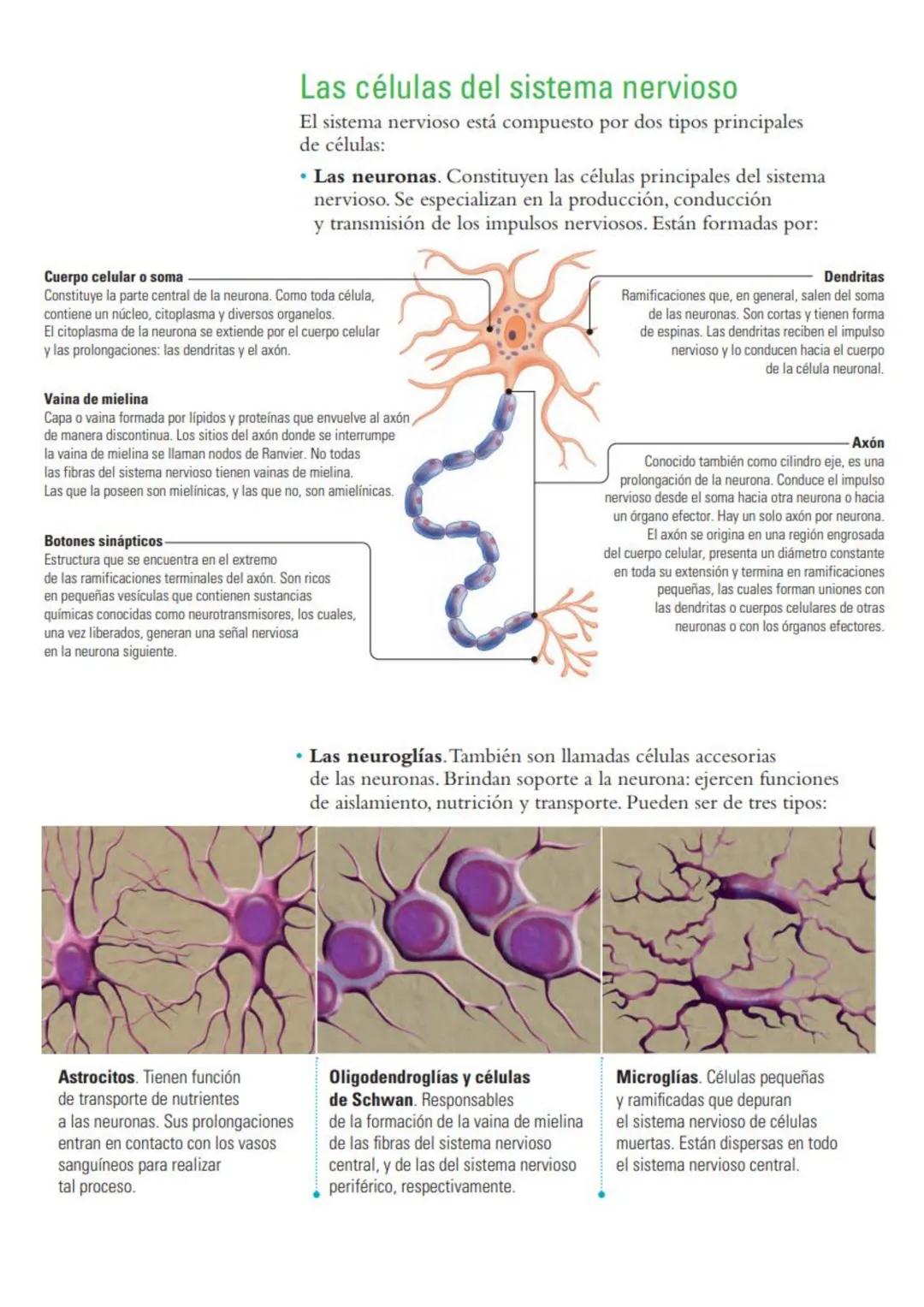 # Sistema nervioso: funciones y estructuras
ACTIVATE
¿Con cuál mano escribes o pintas mejor? ¿Por qué? ¿Cómo reacciona tu cuerpo
cuando te