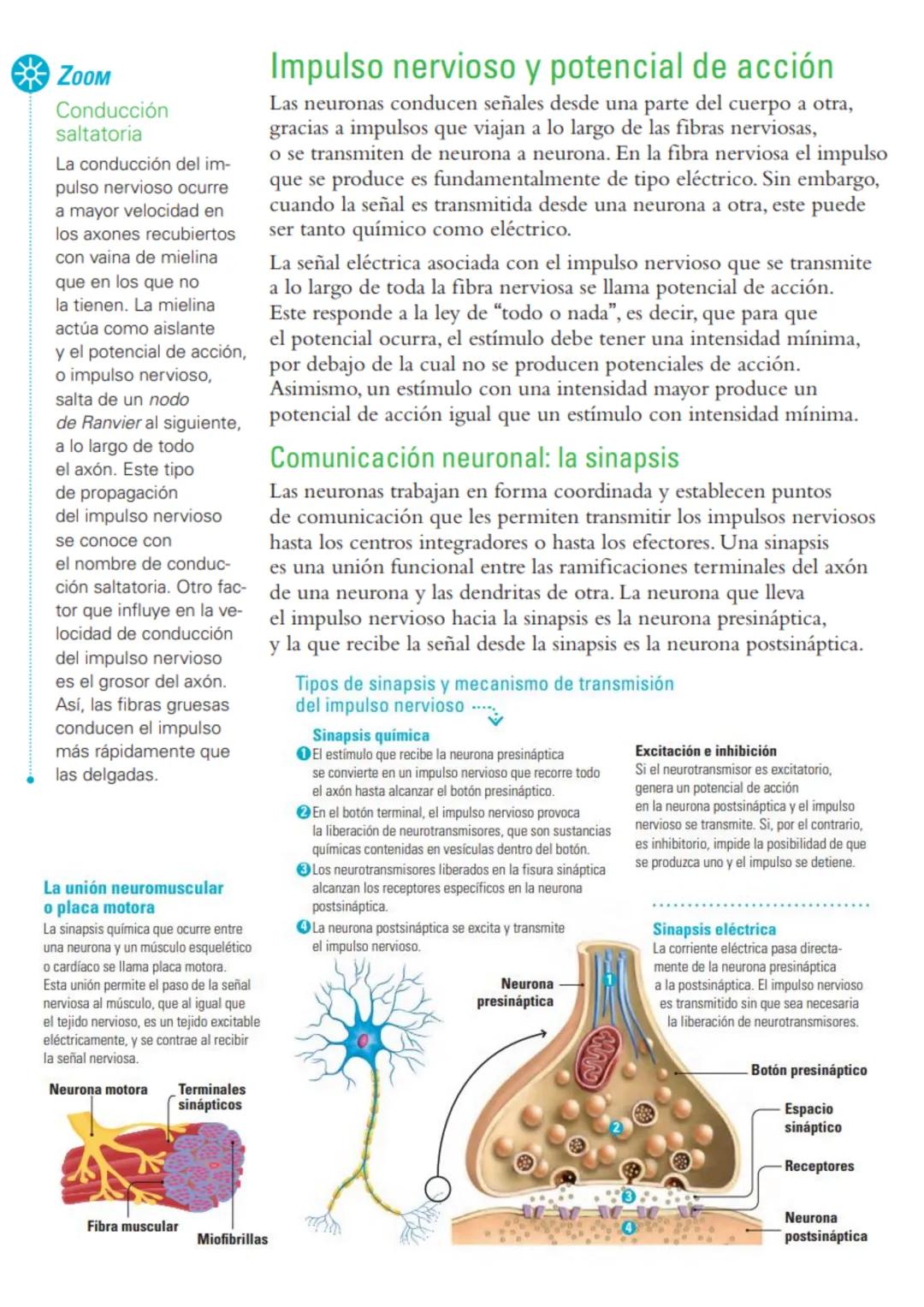 # Sistema nervioso: funciones y estructuras
ACTIVATE
¿Con cuál mano escribes o pintas mejor? ¿Por qué? ¿Cómo reacciona tu cuerpo
cuando te