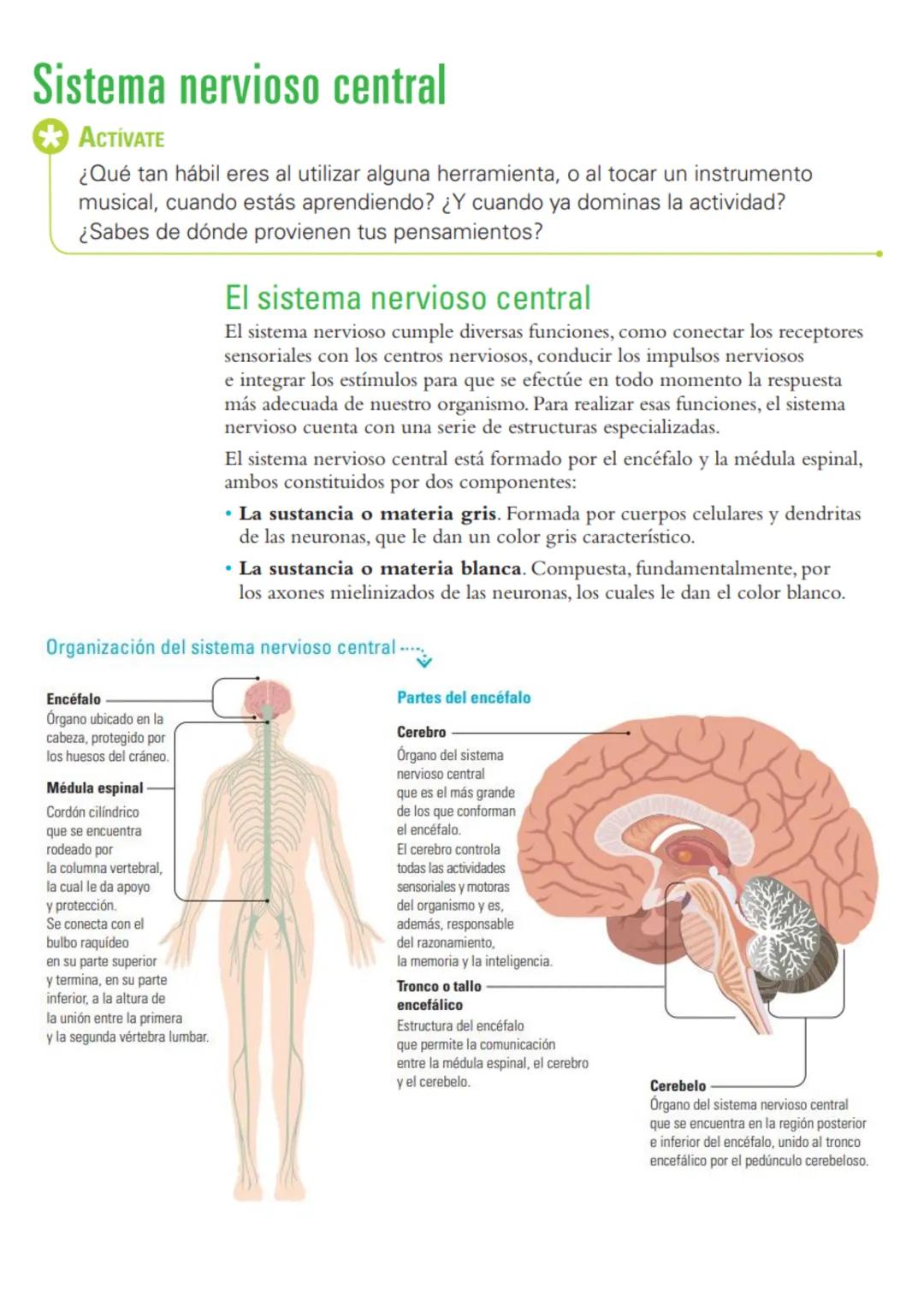 # Sistema nervioso: funciones y estructuras
ACTIVATE
¿Con cuál mano escribes o pintas mejor? ¿Por qué? ¿Cómo reacciona tu cuerpo
cuando te