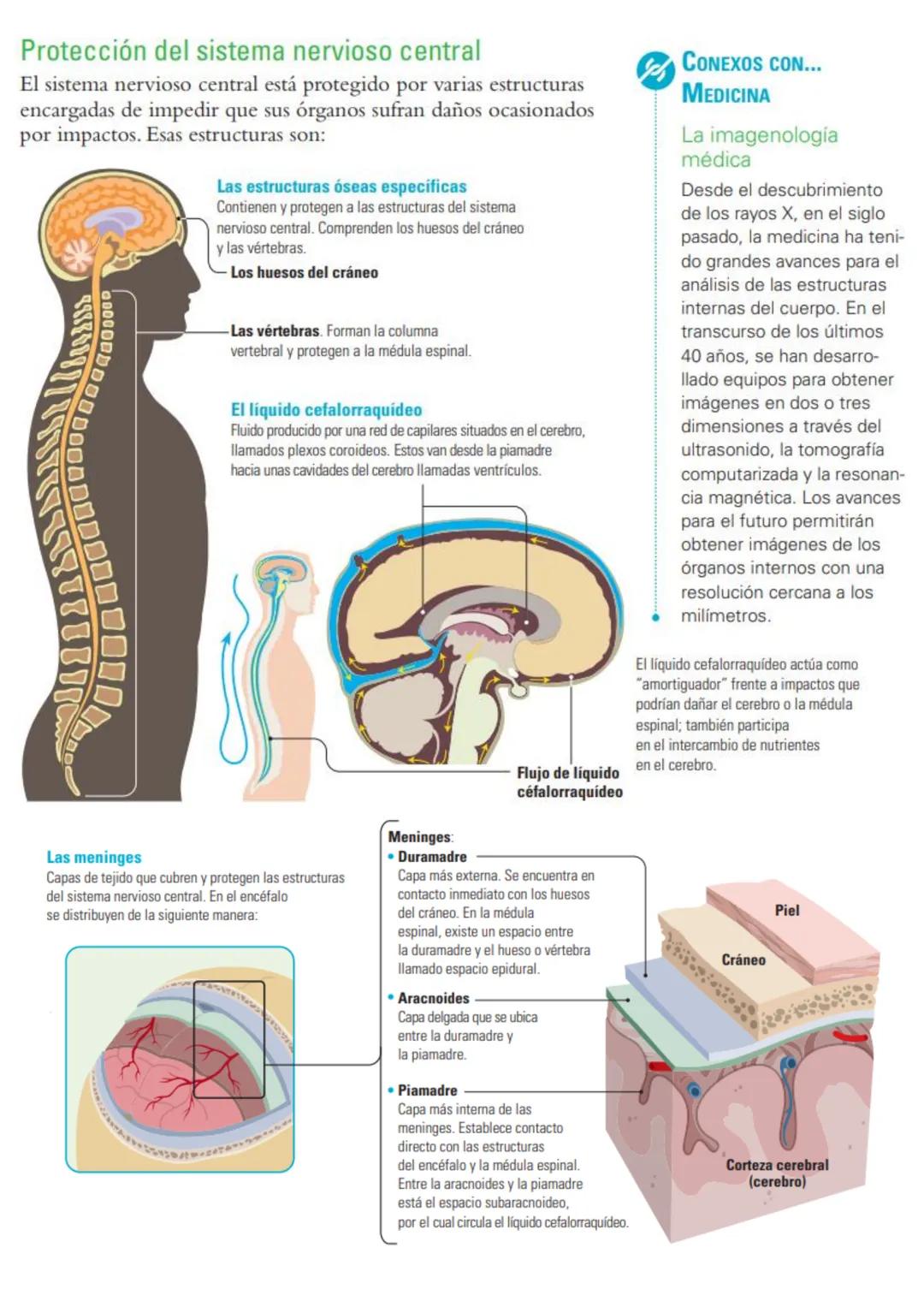# Sistema nervioso: funciones y estructuras
ACTIVATE
¿Con cuál mano escribes o pintas mejor? ¿Por qué? ¿Cómo reacciona tu cuerpo
cuando te