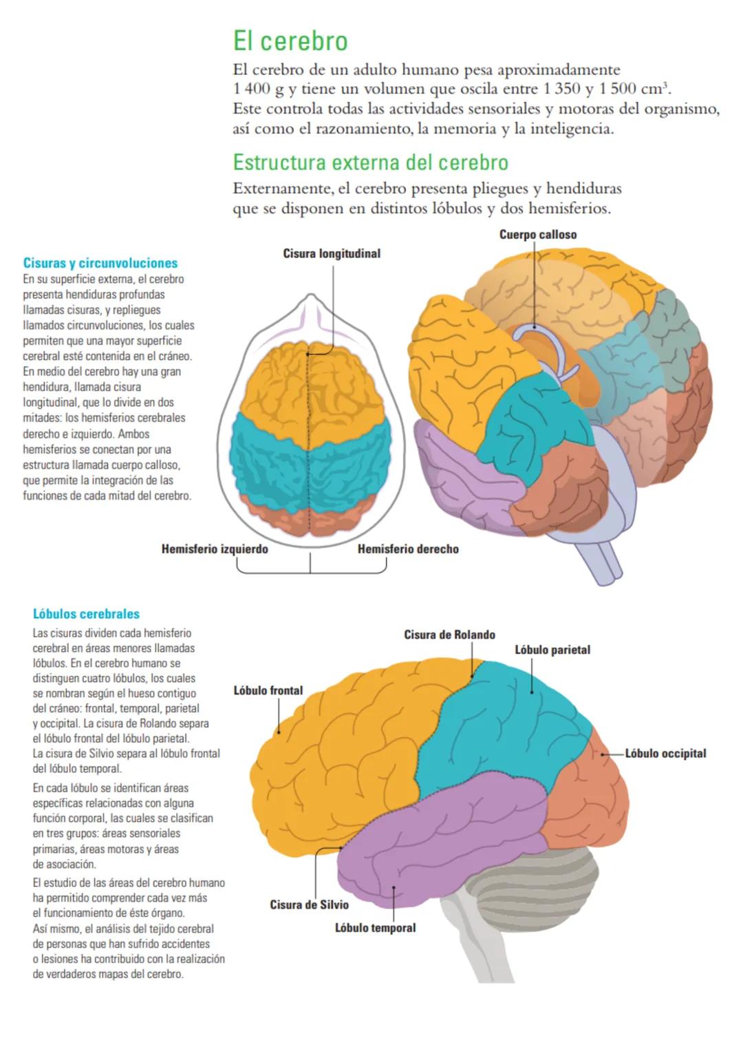 # Sistema nervioso: funciones y estructuras
ACTIVATE
¿Con cuál mano escribes o pintas mejor? ¿Por qué? ¿Cómo reacciona tu cuerpo
cuando te