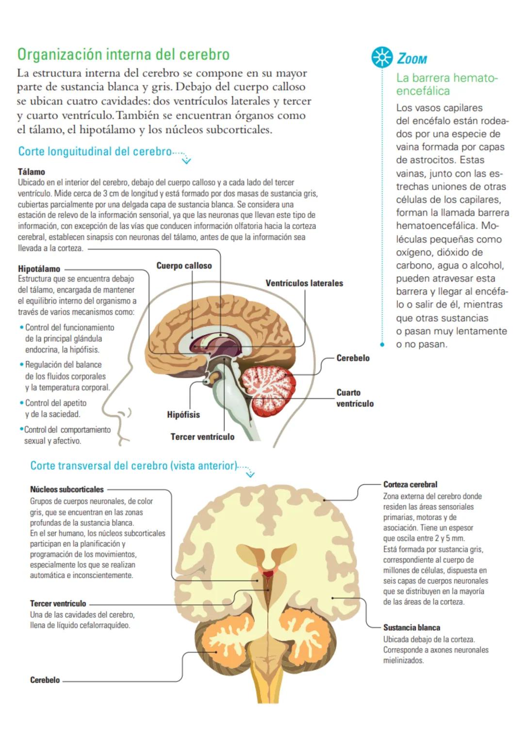 # Sistema nervioso: funciones y estructuras
ACTIVATE
¿Con cuál mano escribes o pintas mejor? ¿Por qué? ¿Cómo reacciona tu cuerpo
cuando te