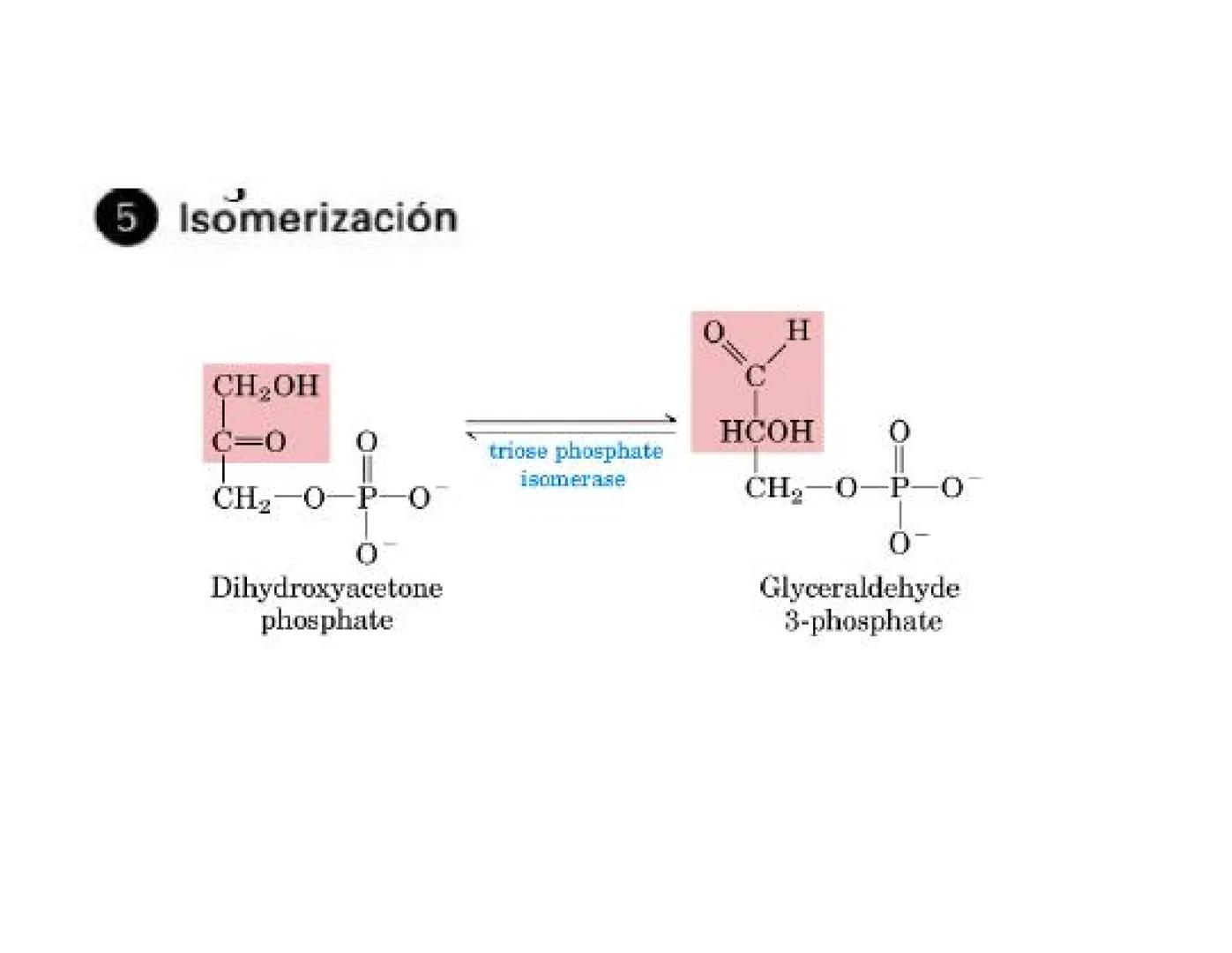 # Metabolismo de la Glucosa Proteínas Polisacáridos Lípidos
Aminoácidos Glucosa
1
Glicerol,
Acidos grasos
↓*
Piruvato
Acetil-CoA
2
Ci