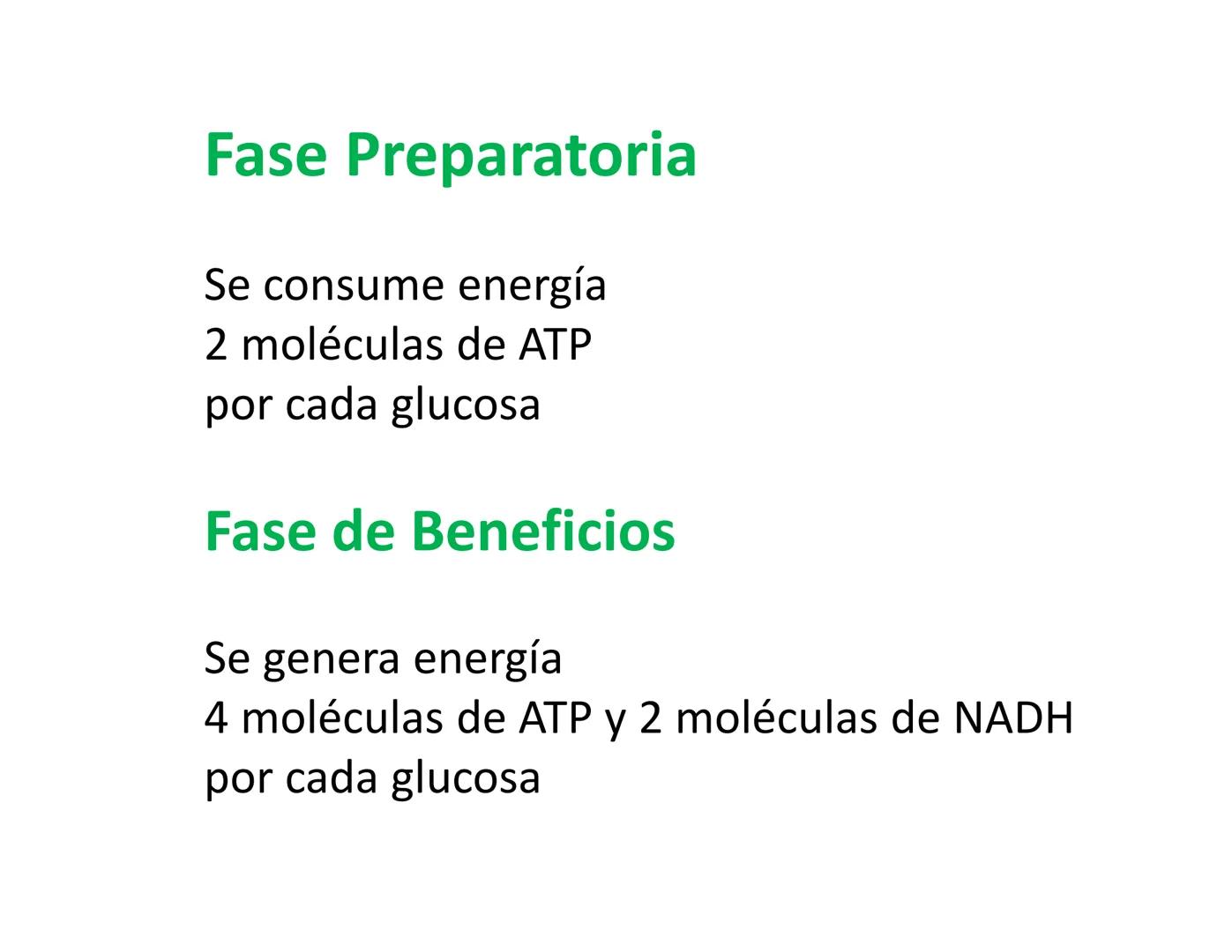 # Metabolismo de la Glucosa Proteínas Polisacáridos Lípidos
Aminoácidos Glucosa
1
Glicerol,
Acidos grasos
↓*
Piruvato
Acetil-CoA
2
Ci