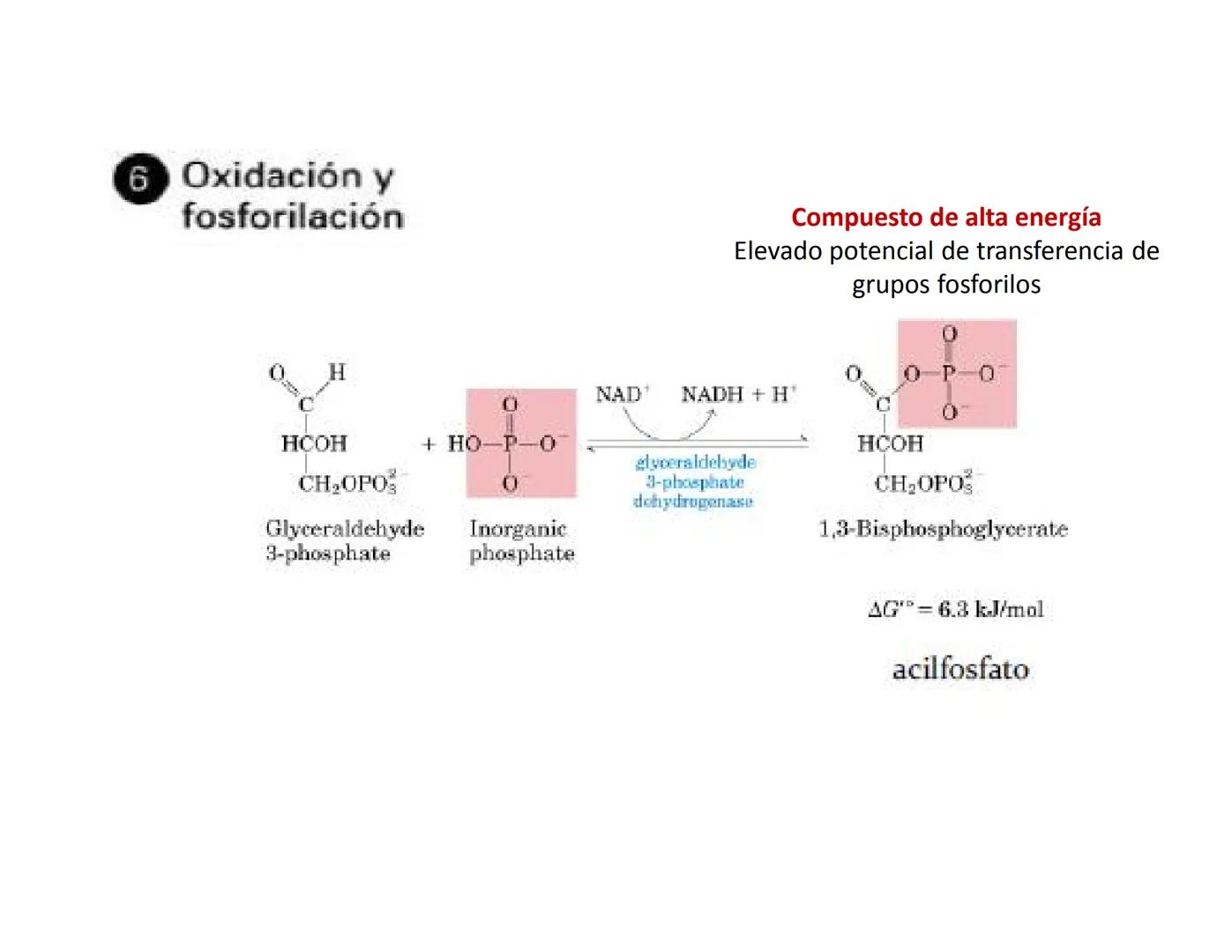 # Metabolismo de la Glucosa Proteínas Polisacáridos Lípidos
Aminoácidos Glucosa
1
Glicerol,
Acidos grasos
↓*
Piruvato
Acetil-CoA
2
Ci