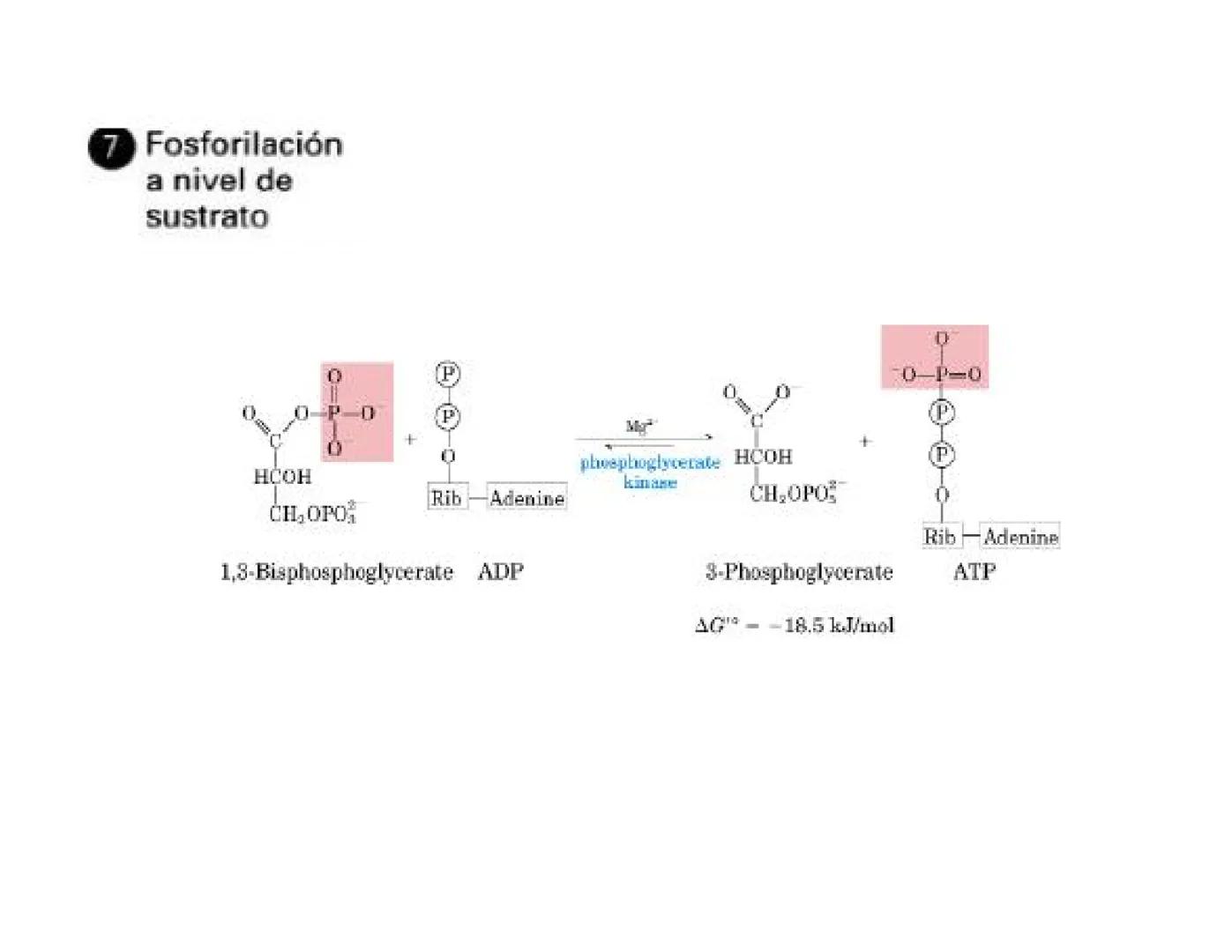# Metabolismo de la Glucosa Proteínas Polisacáridos Lípidos
Aminoácidos Glucosa
1
Glicerol,
Acidos grasos
↓*
Piruvato
Acetil-CoA
2
Ci