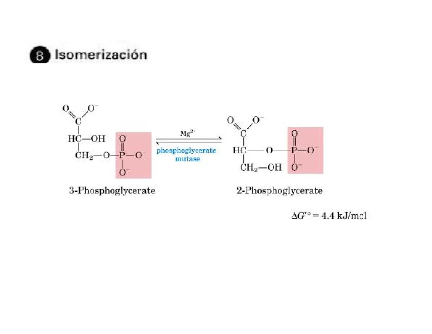 # Metabolismo de la Glucosa Proteínas Polisacáridos Lípidos
Aminoácidos Glucosa
1
Glicerol,
Acidos grasos
↓*
Piruvato
Acetil-CoA
2
Ci