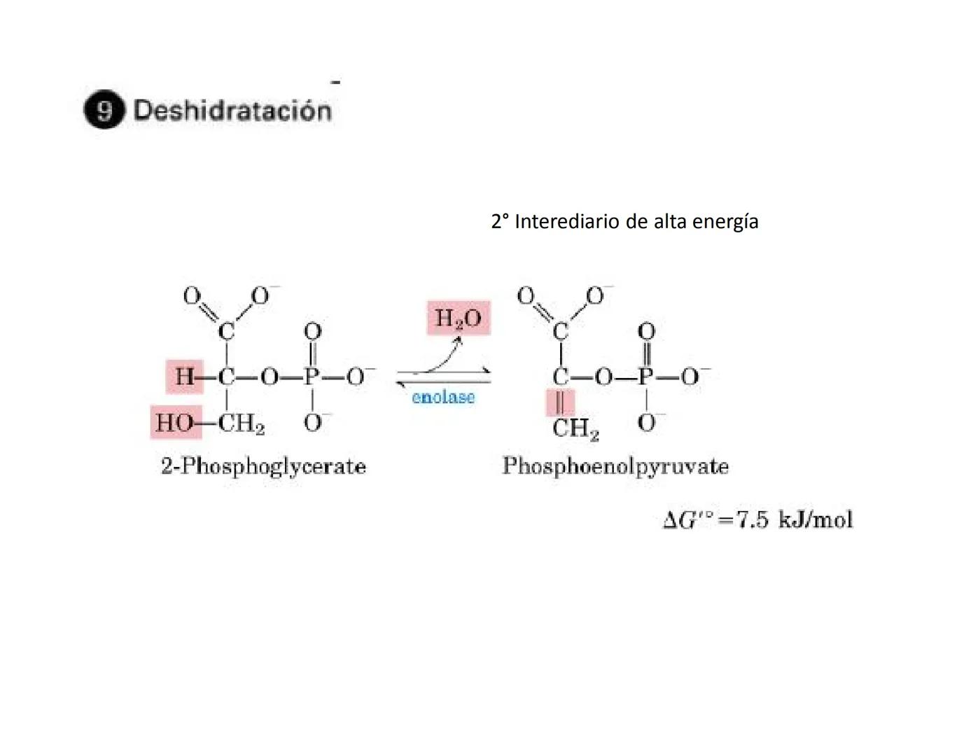 # Metabolismo de la Glucosa Proteínas Polisacáridos Lípidos
Aminoácidos Glucosa
1
Glicerol,
Acidos grasos
↓*
Piruvato
Acetil-CoA
2
Ci