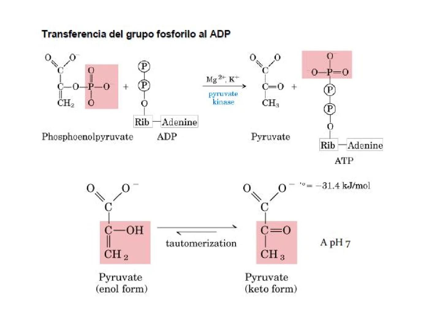 # Metabolismo de la Glucosa Proteínas Polisacáridos Lípidos
Aminoácidos Glucosa
1
Glicerol,
Acidos grasos
↓*
Piruvato
Acetil-CoA
2
Ci