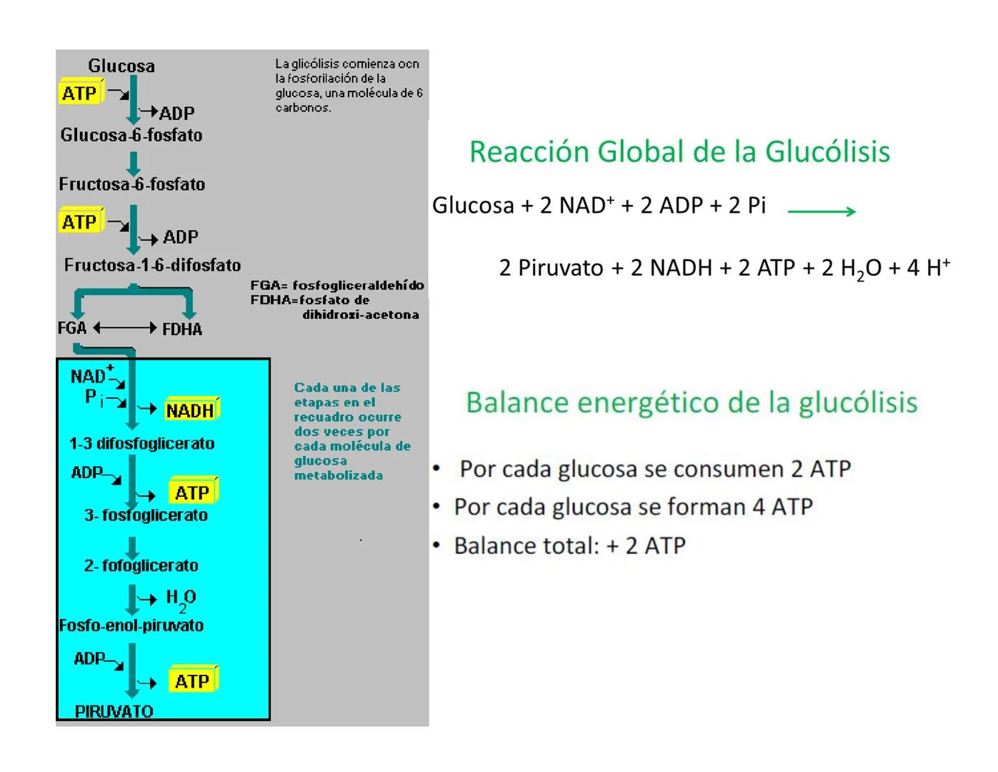 # Metabolismo de la Glucosa Proteínas Polisacáridos Lípidos
Aminoácidos Glucosa
1
Glicerol,
Acidos grasos
↓*
Piruvato
Acetil-CoA
2
Ci