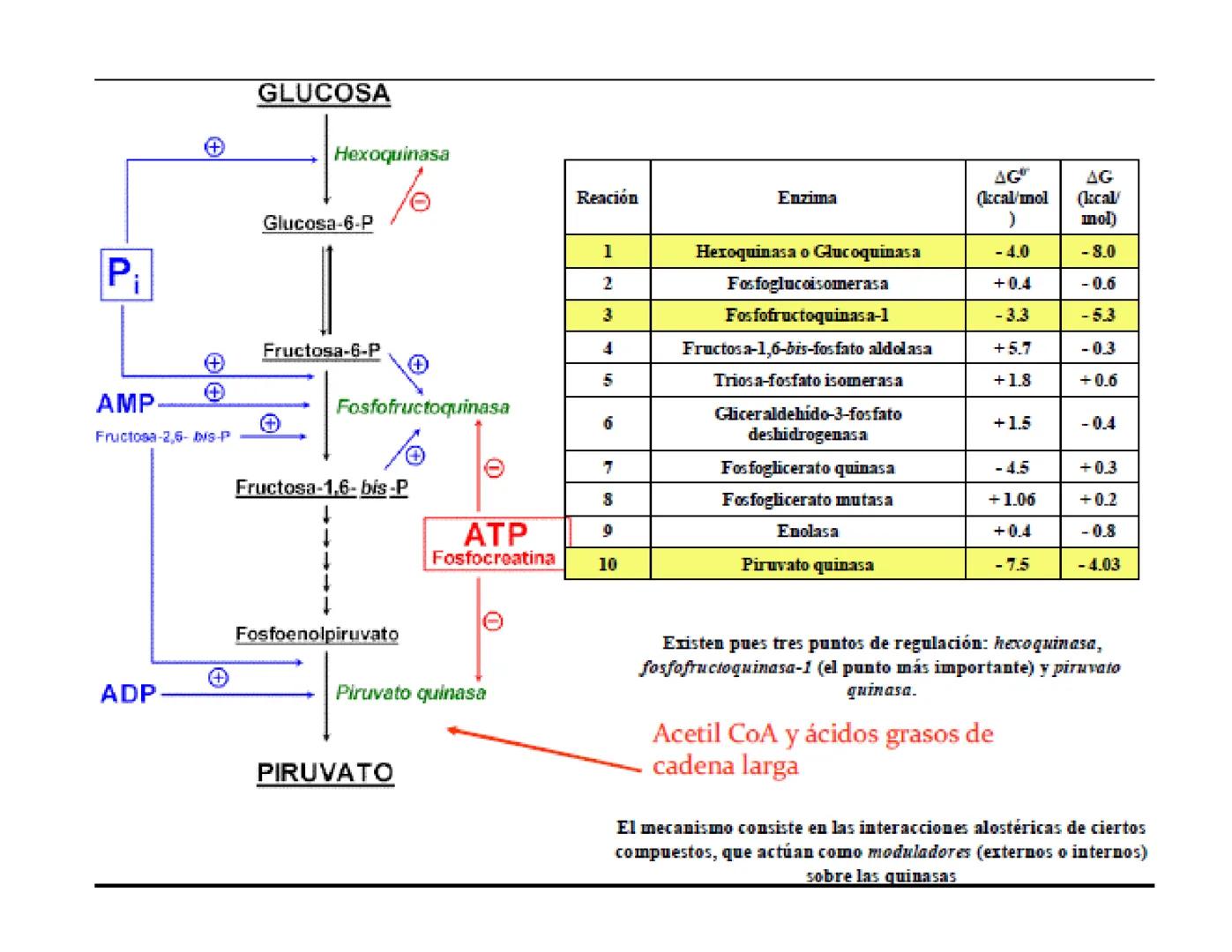# Metabolismo de la Glucosa Proteínas Polisacáridos Lípidos
Aminoácidos Glucosa
1
Glicerol,
Acidos grasos
↓*
Piruvato
Acetil-CoA
2
Ci