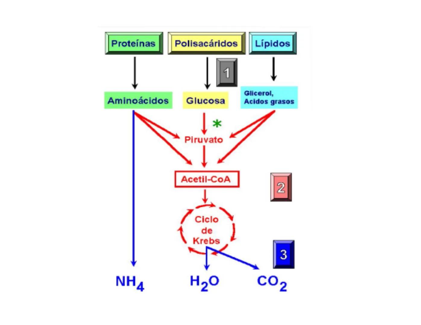 # Metabolismo de la Glucosa Proteínas Polisacáridos Lípidos
Aminoácidos Glucosa
1
Glicerol,
Acidos grasos
↓*
Piruvato
Acetil-CoA
2
Ci