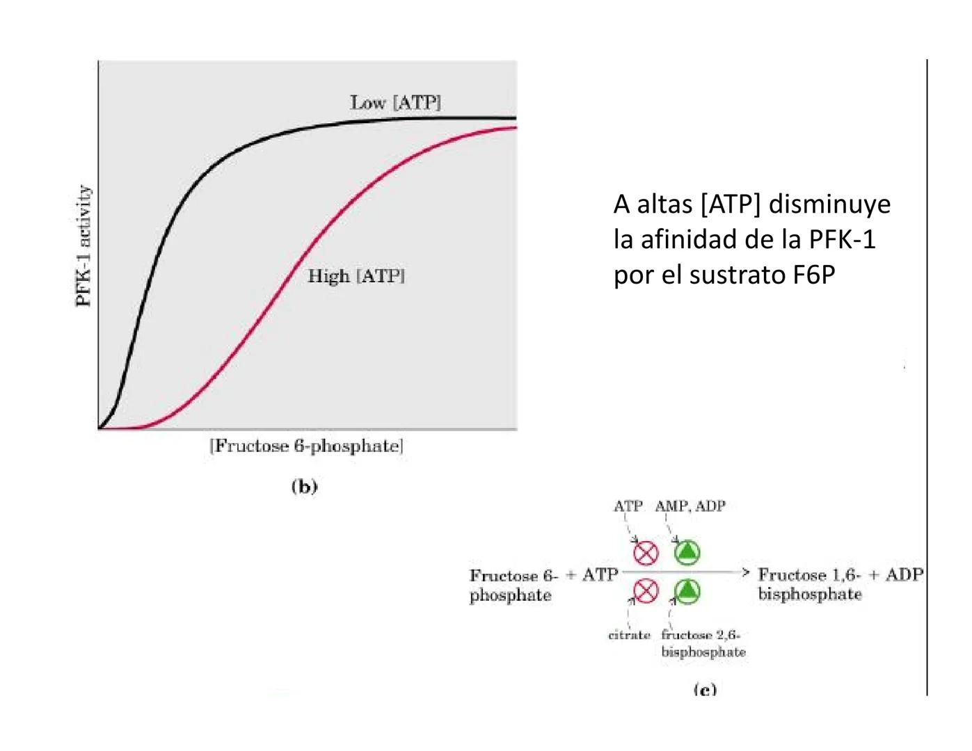# Metabolismo de la Glucosa Proteínas Polisacáridos Lípidos
Aminoácidos Glucosa
1
Glicerol,
Acidos grasos
↓*
Piruvato
Acetil-CoA
2
Ci