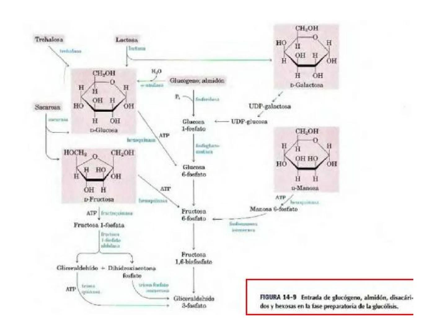 # Metabolismo de la Glucosa Proteínas Polisacáridos Lípidos
Aminoácidos Glucosa
1
Glicerol,
Acidos grasos
↓*
Piruvato
Acetil-CoA
2
Ci