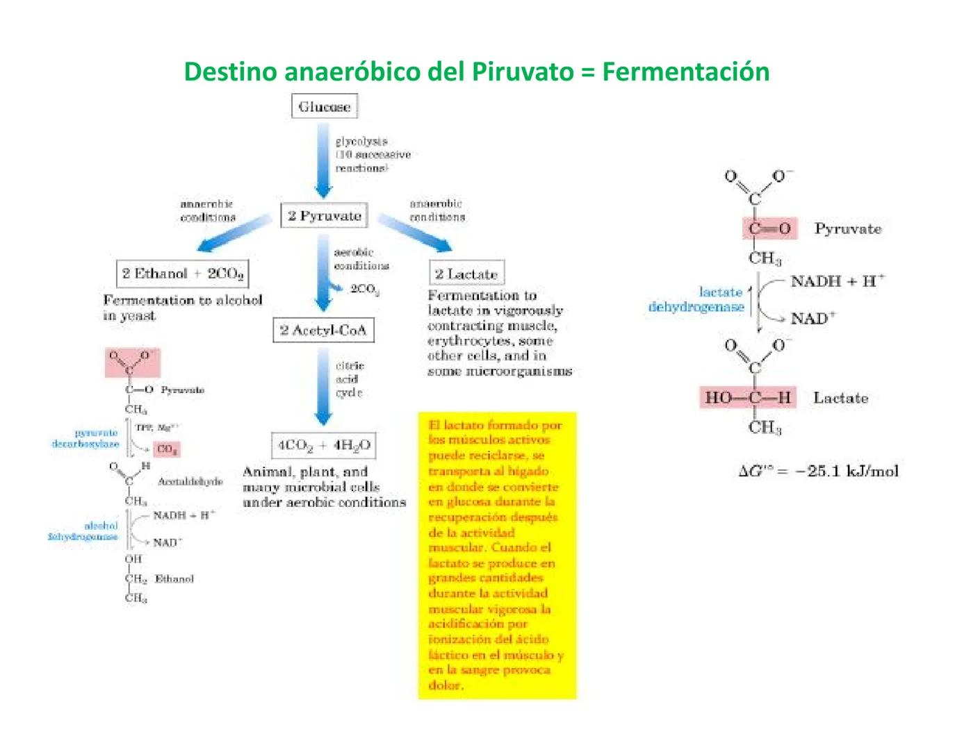 # Metabolismo de la Glucosa Proteínas Polisacáridos Lípidos
Aminoácidos Glucosa
1
Glicerol,
Acidos grasos
↓*
Piruvato
Acetil-CoA
2
Ci