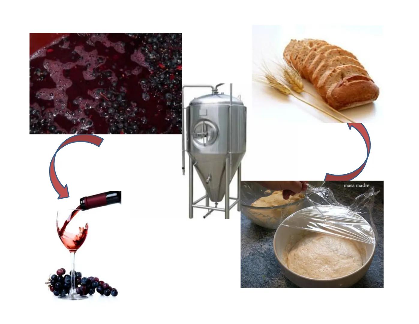 # Metabolismo de la Glucosa Proteínas Polisacáridos Lípidos
Aminoácidos Glucosa
1
Glicerol,
Acidos grasos
↓*
Piruvato
Acetil-CoA
2
Ci