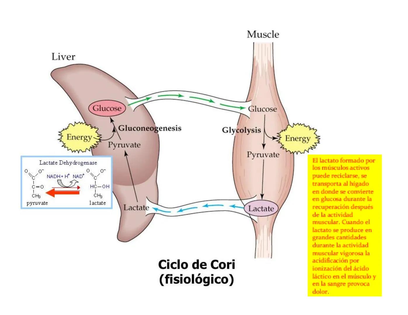 # Metabolismo de la Glucosa Proteínas Polisacáridos Lípidos
Aminoácidos Glucosa
1
Glicerol,
Acidos grasos
↓*
Piruvato
Acetil-CoA
2
Ci