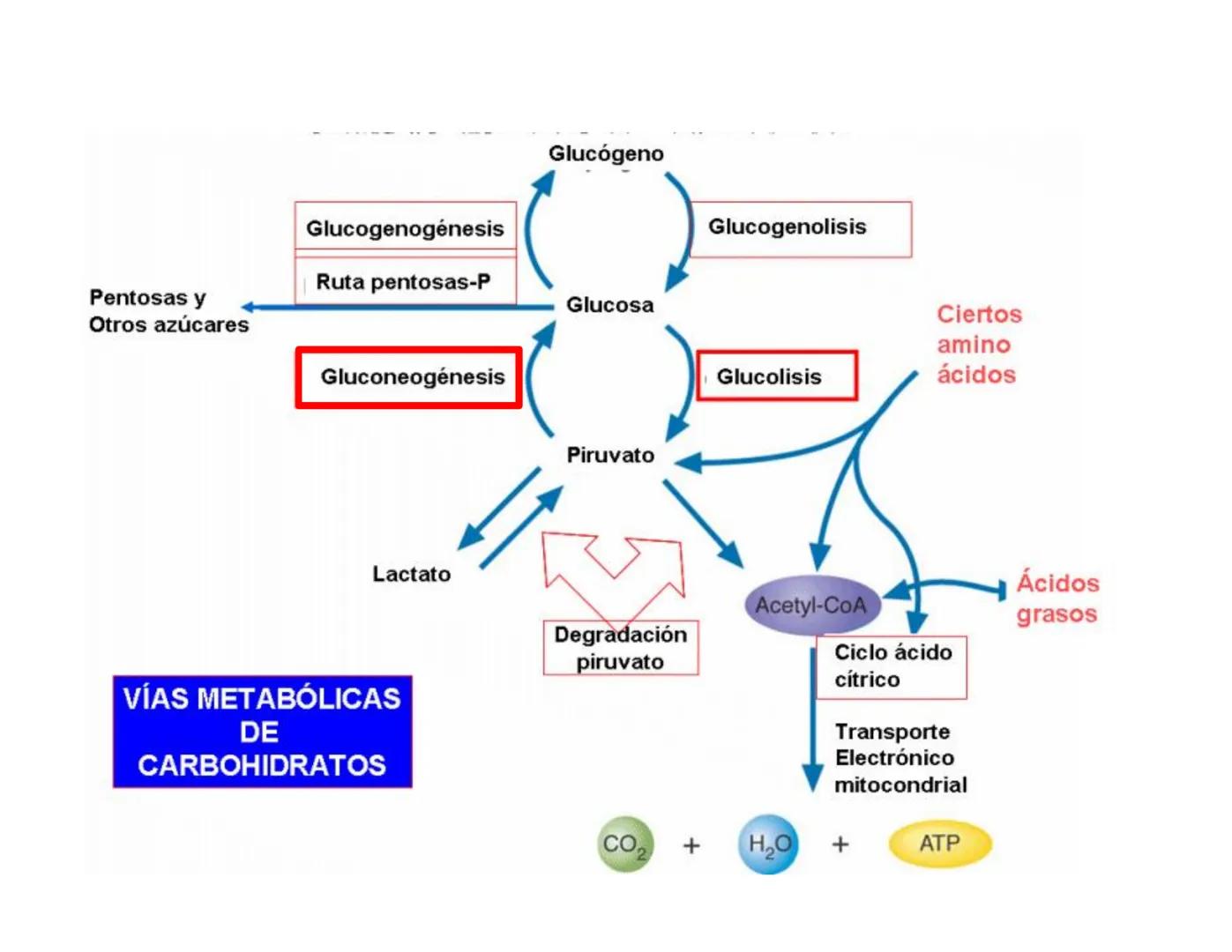 # Metabolismo de la Glucosa Proteínas Polisacáridos Lípidos
Aminoácidos Glucosa
1
Glicerol,
Acidos grasos
↓*
Piruvato
Acetil-CoA
2
Ci